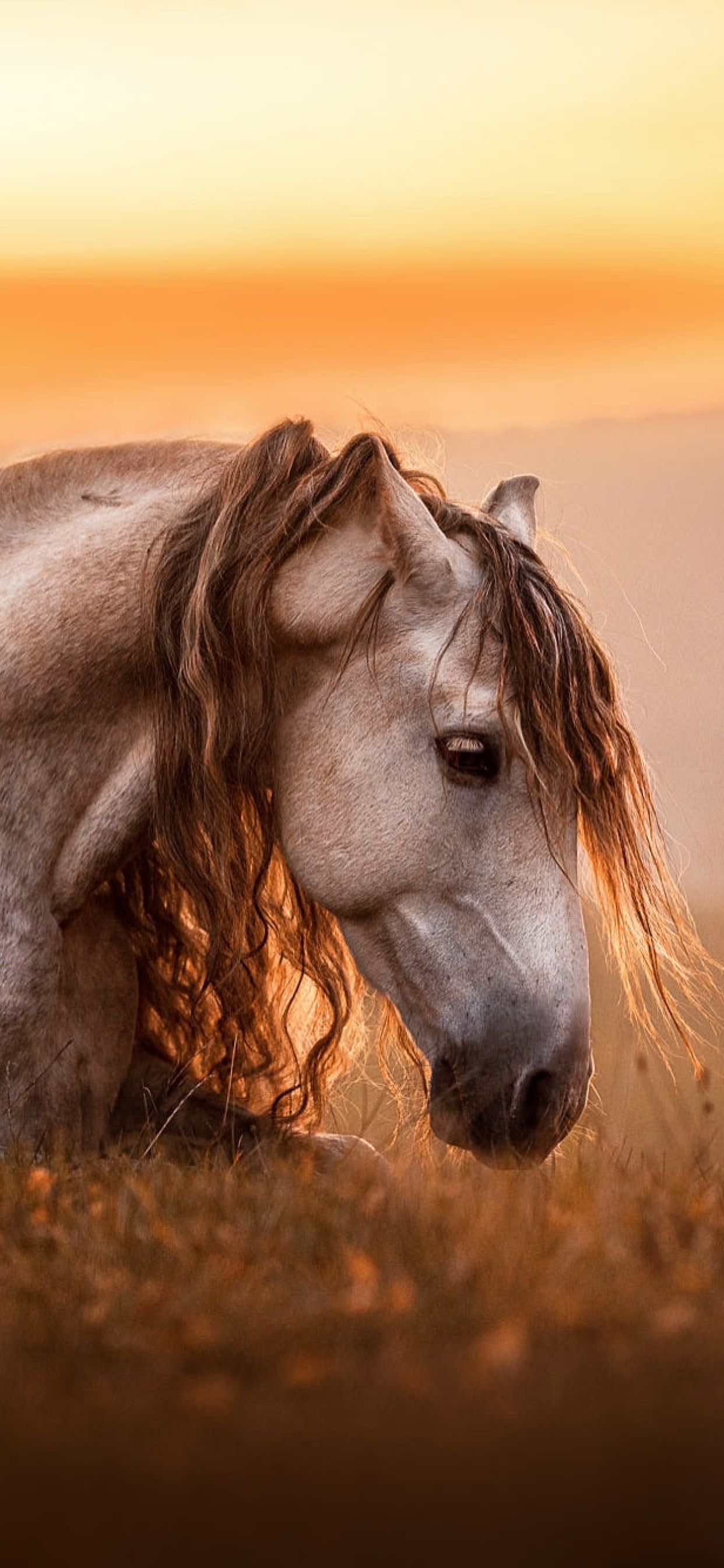 Vastu Tips: Running Horses Painting | घर पर क्यों लगाएं दौड़ते हुए घोड़ो की  फोटो? | Boldsky - YouTube
