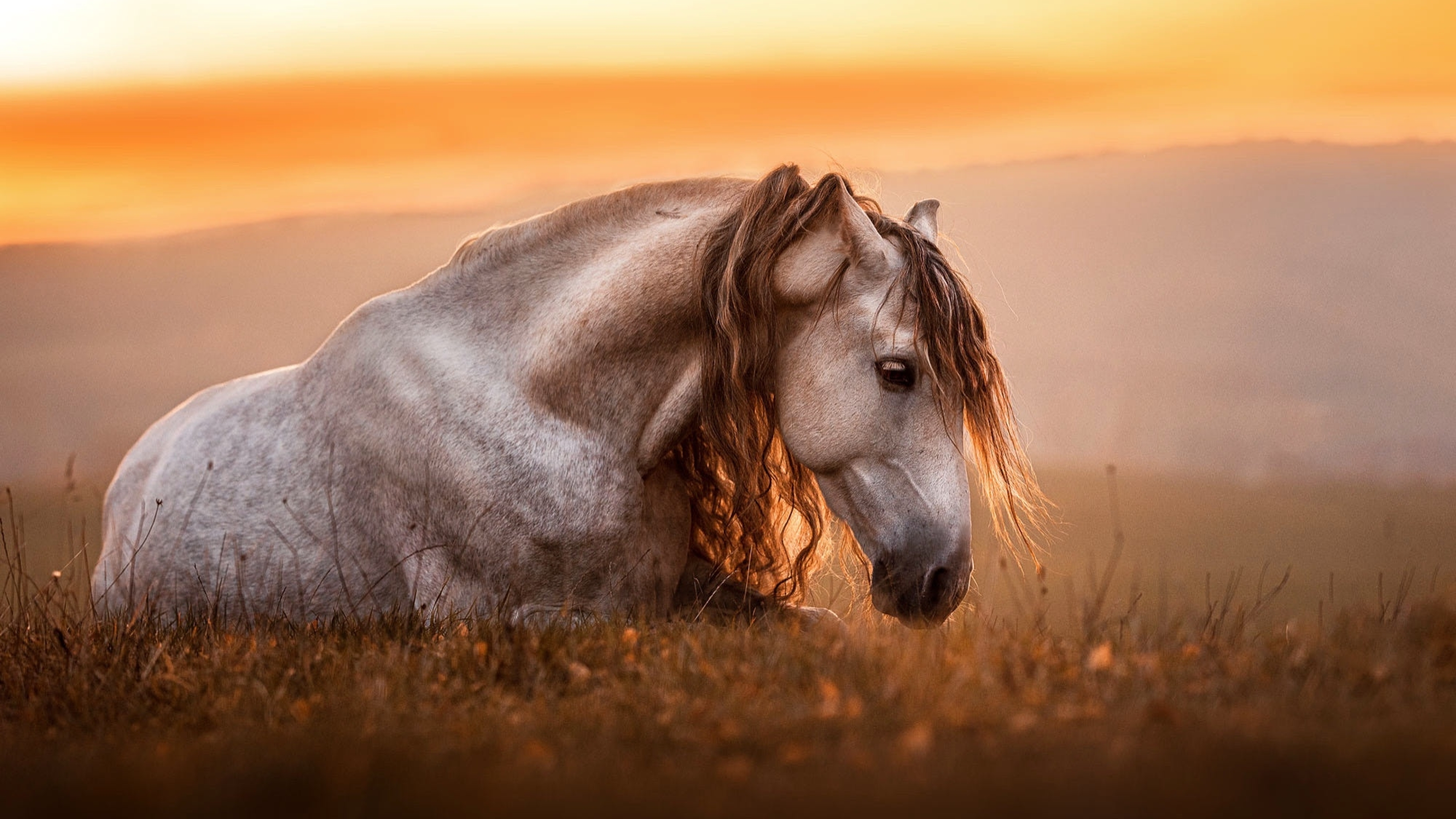 3840x2160 Horse HD Photography 4K Wallpaper, HD Animals 4K Wallpapers,  Images, Photos and Background - Wallpapers Den