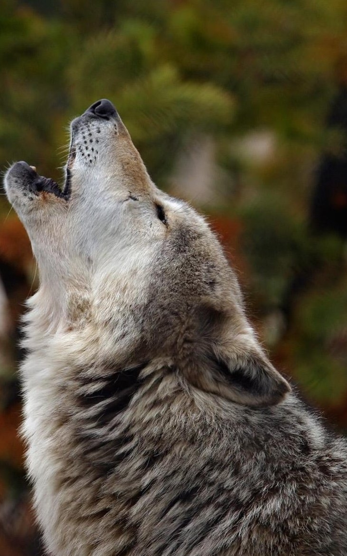 1200x1920 howling, wolf, crying 1200x1920 Resolution Wallpaper, HD ...