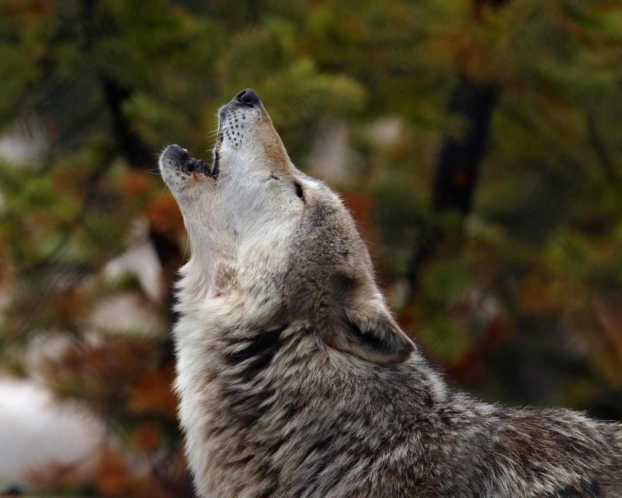 1280x1024 Resolution howling, wolf, crying 1280x1024 Resolution ...