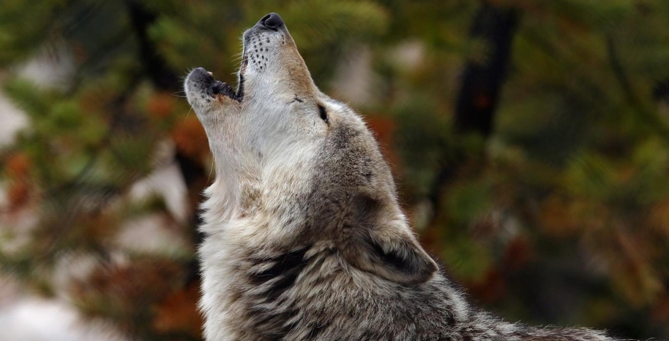 1350x689 Resolution howling, wolf, crying 1350x689 Resolution Wallpaper ...