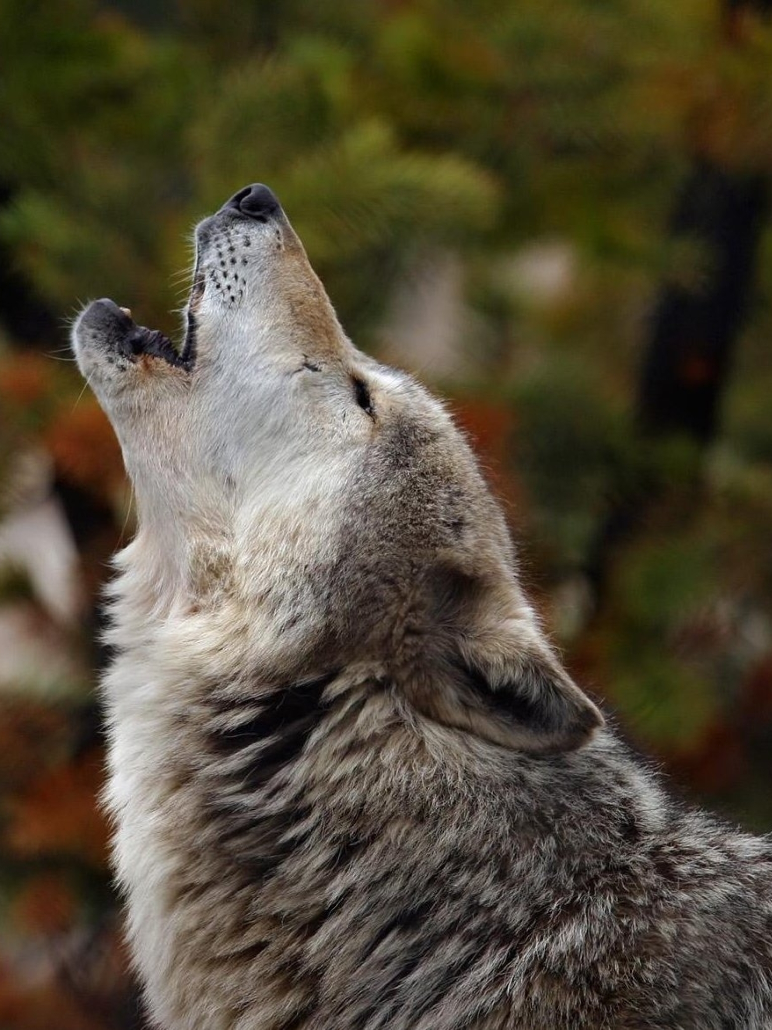 1536x2048 Resolution howling, wolf, crying 1536x2048 Resolution ...