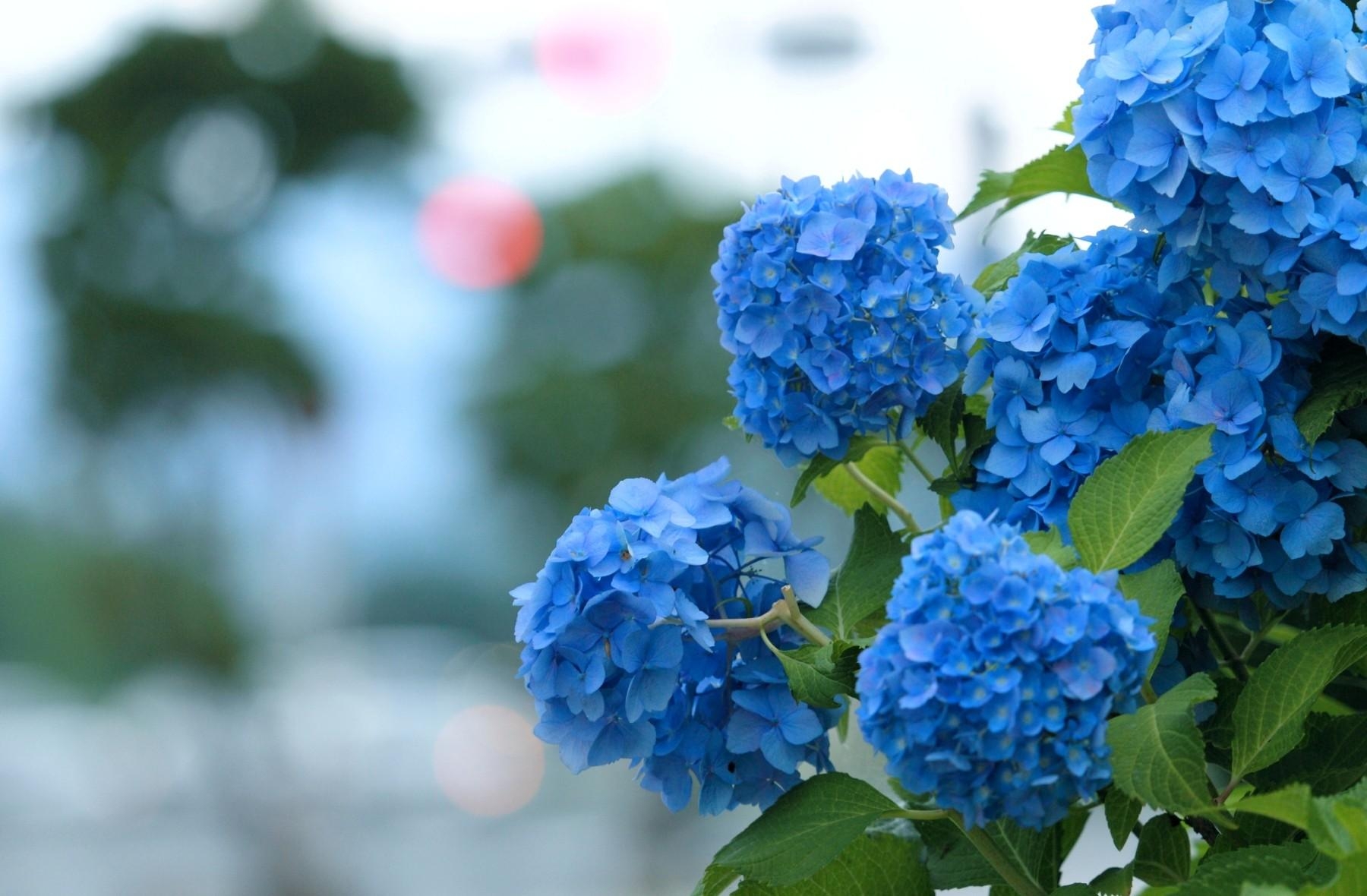 hydrangea, bloom, blue Wallpaper, HD Flowers 4K Wallpapers, Images