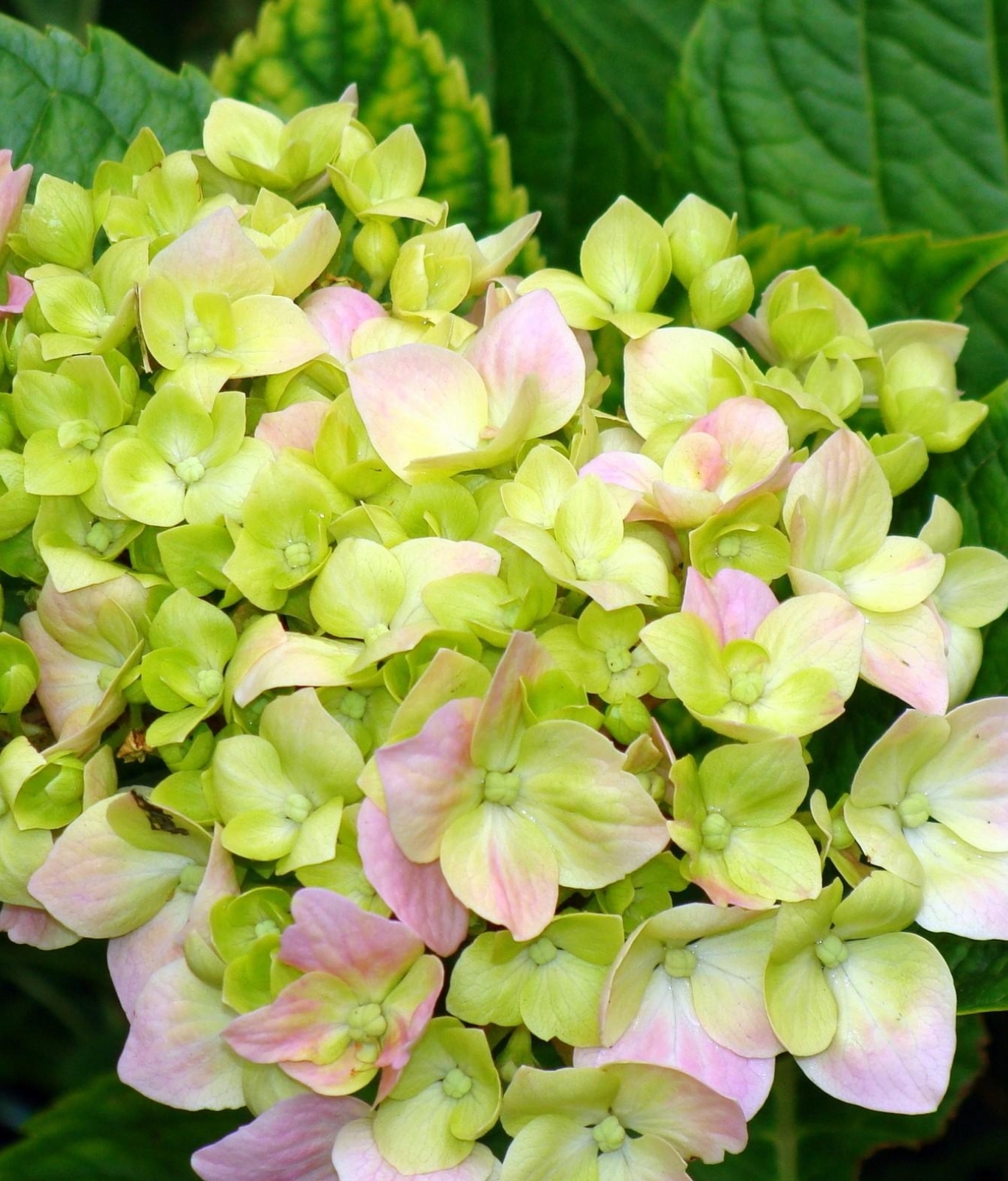 1366x1600 Resolution hydrangea, blooms, leaves 1366x1600 Resolution