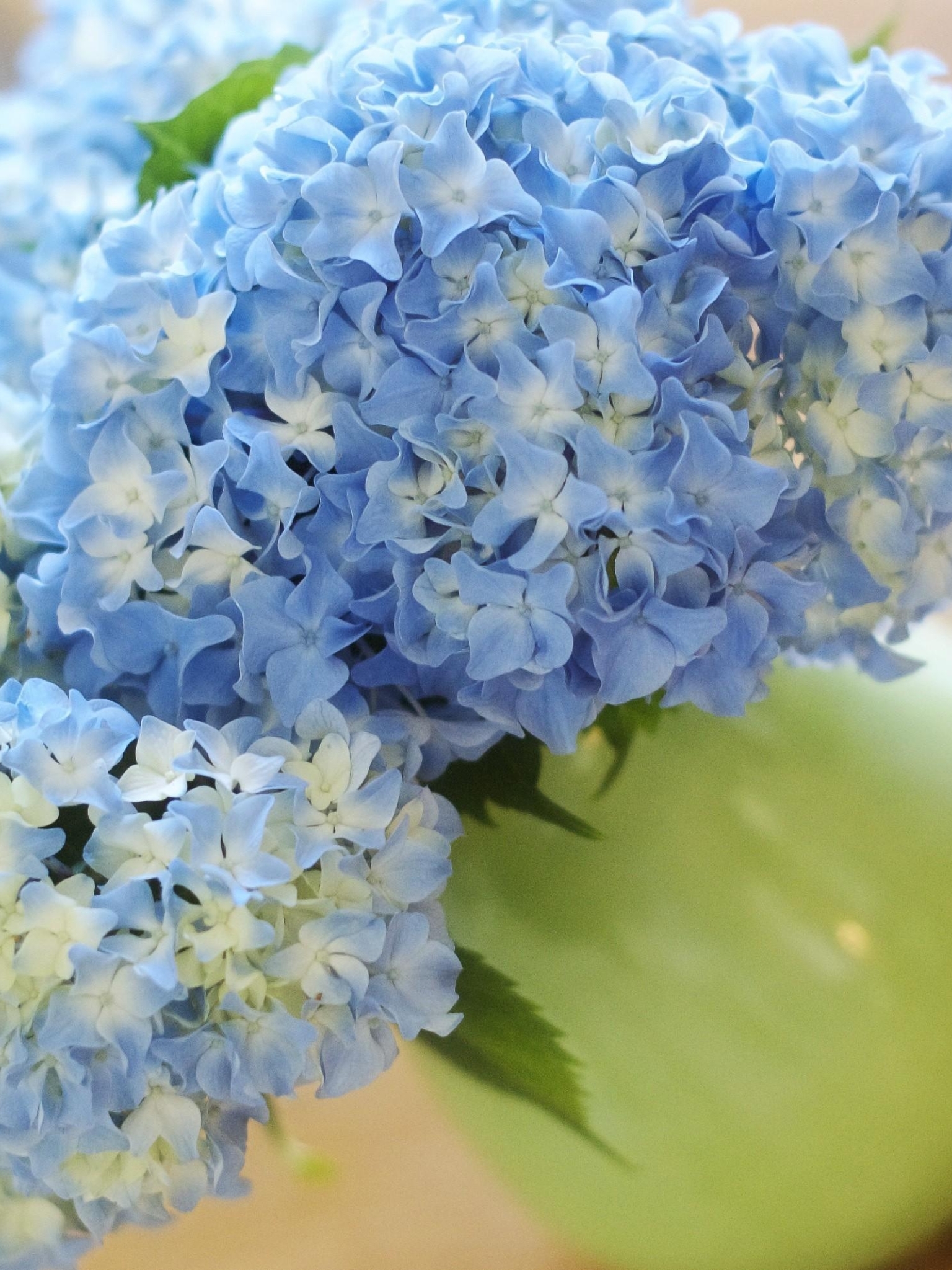 Цветы с голубыми соцветиями
