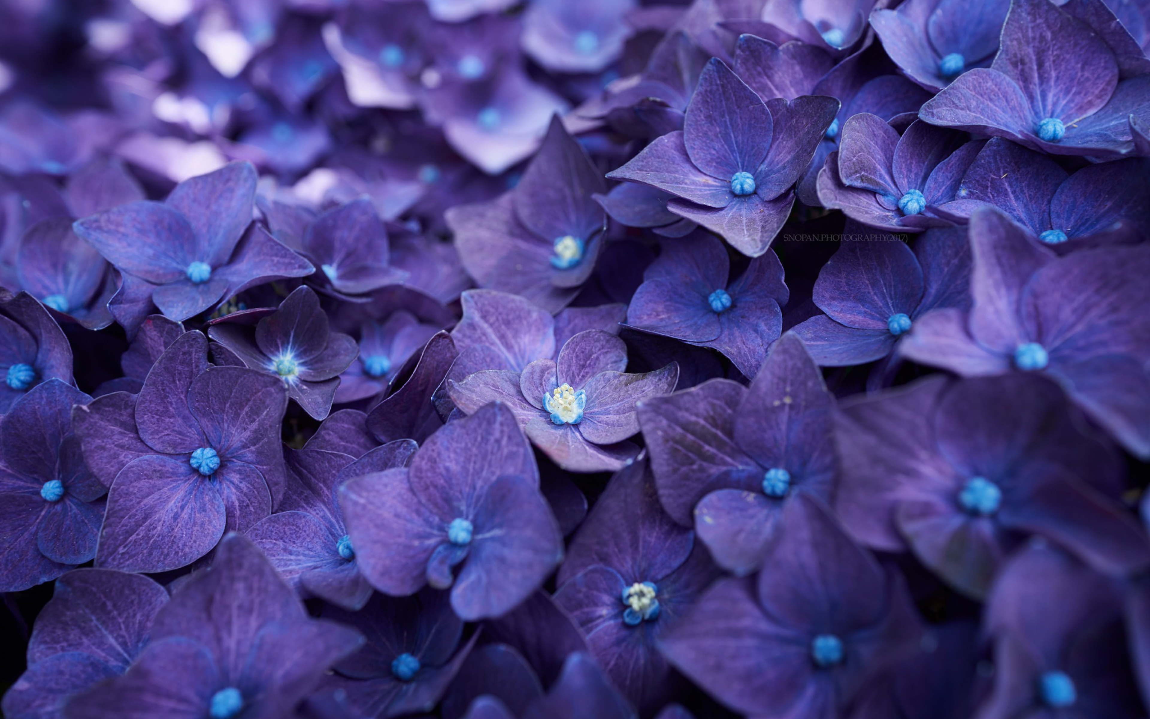 Hydrangea Violet Flowers, Full HD 2K Wallpaper