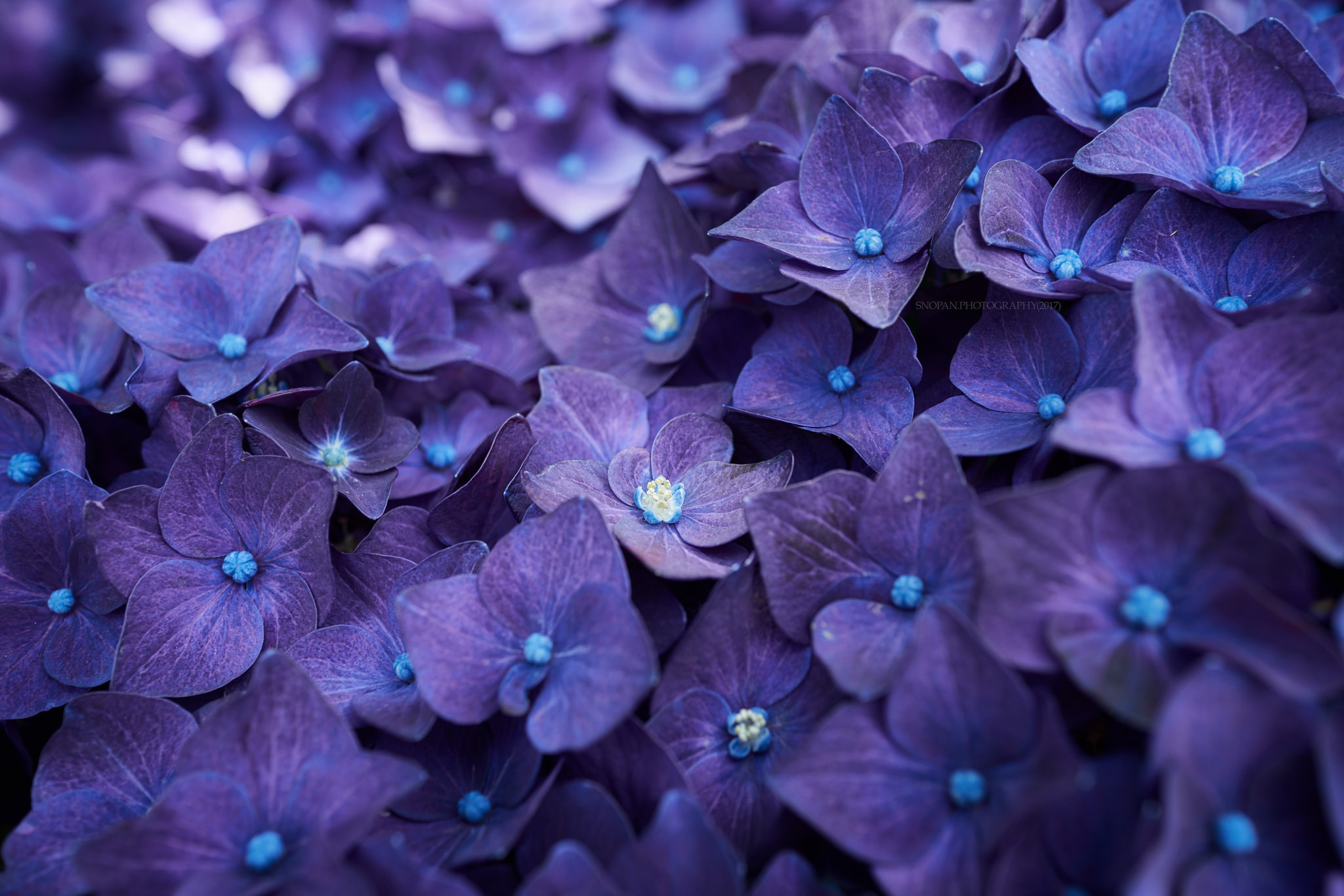 1920x10802021 Hydrangea Violet Flowers 1920x10802021 Resolution