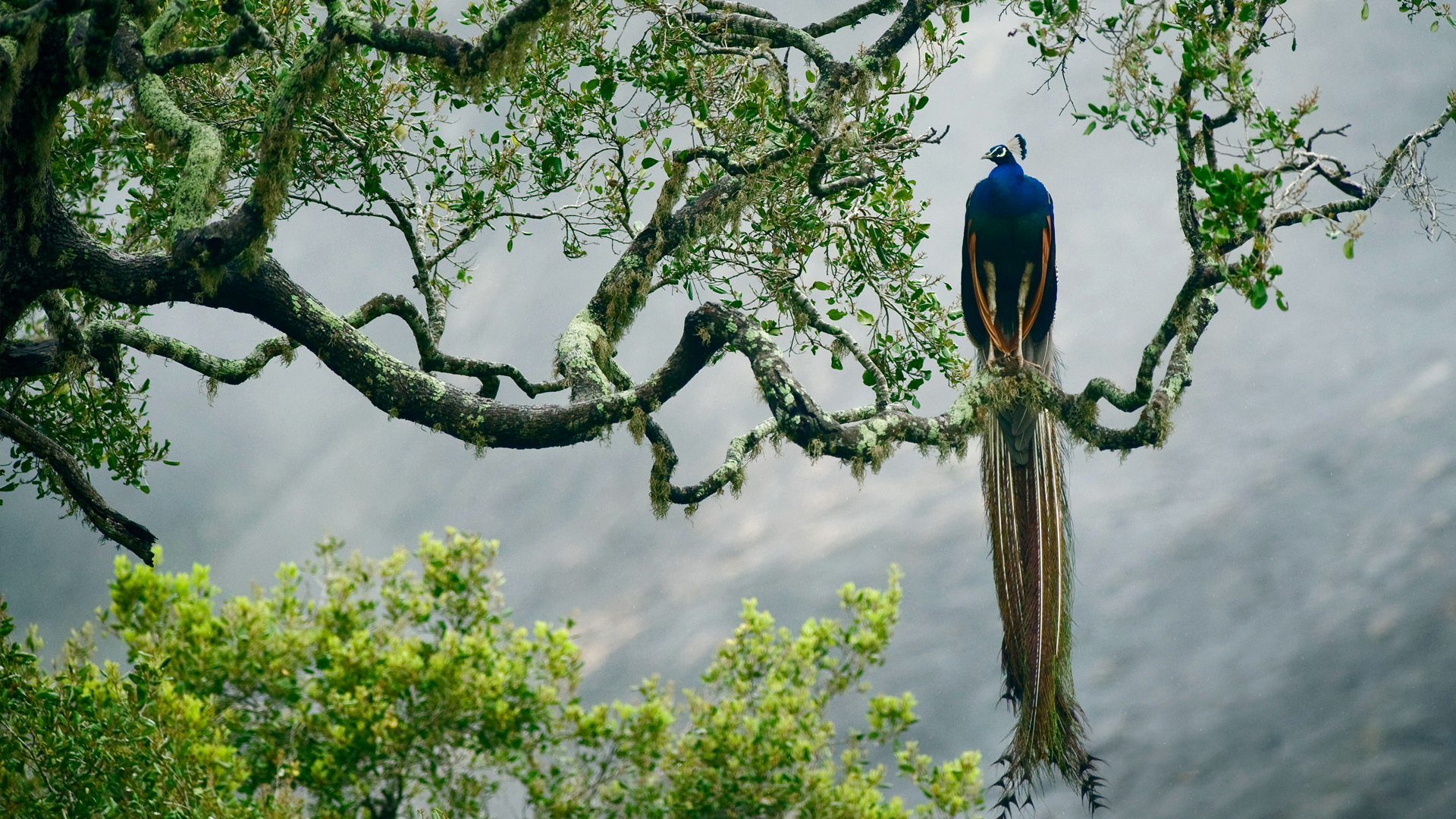 1920x1080 indian peacock, birds, trees 1080P Laptop Full HD Wallpaper, HD  Animals 4K Wallpapers, Images, Photos and Background - Wallpapers Den