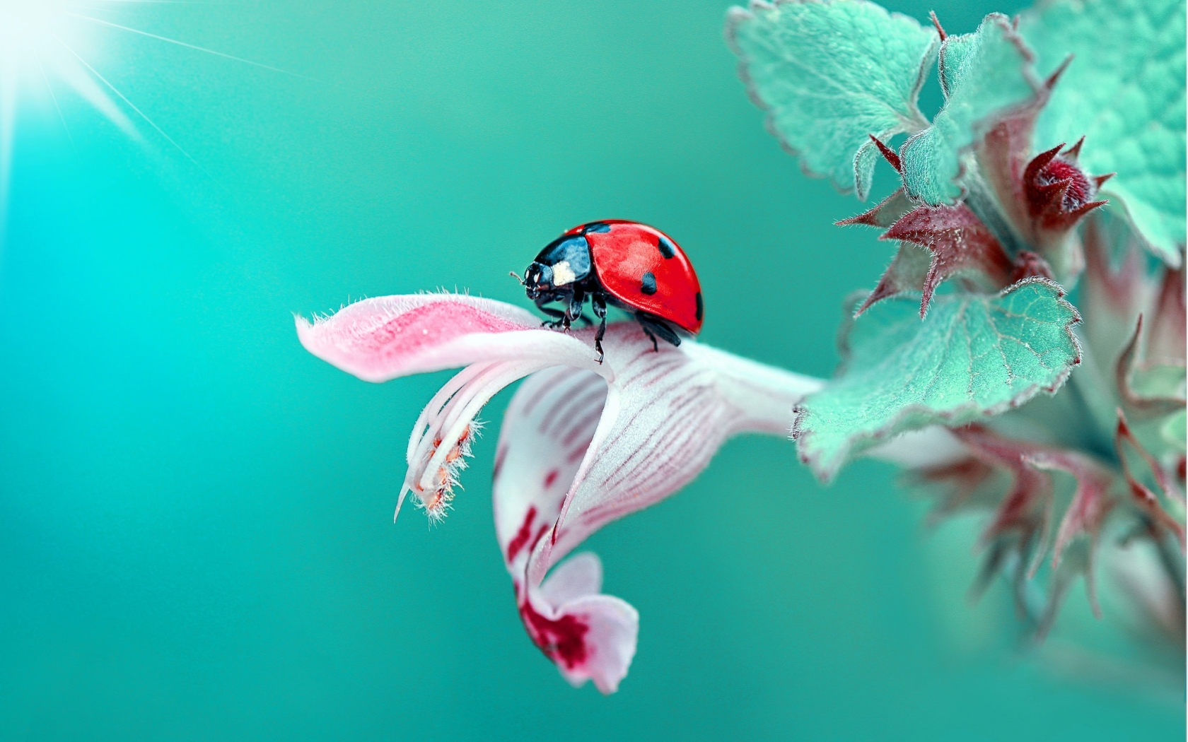 Insect Ladybug Macro, Full HD 2K Wallpaper