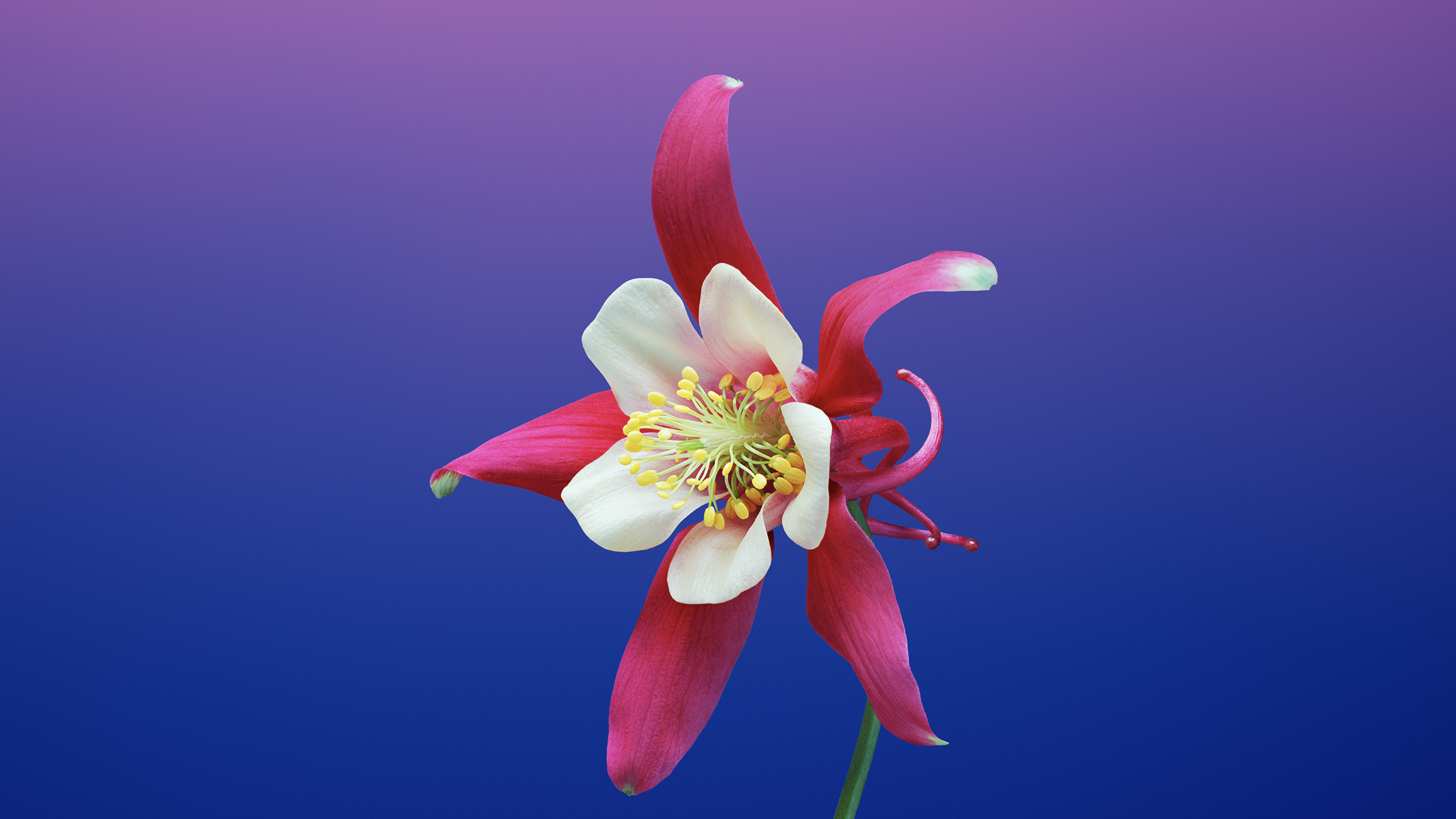 7680x4320 iOS 11 Flower Aquilegia 8K Wallpaper, HD Flowers 4K Wallpapers,  Images, Photos and Background - Wallpapers Den