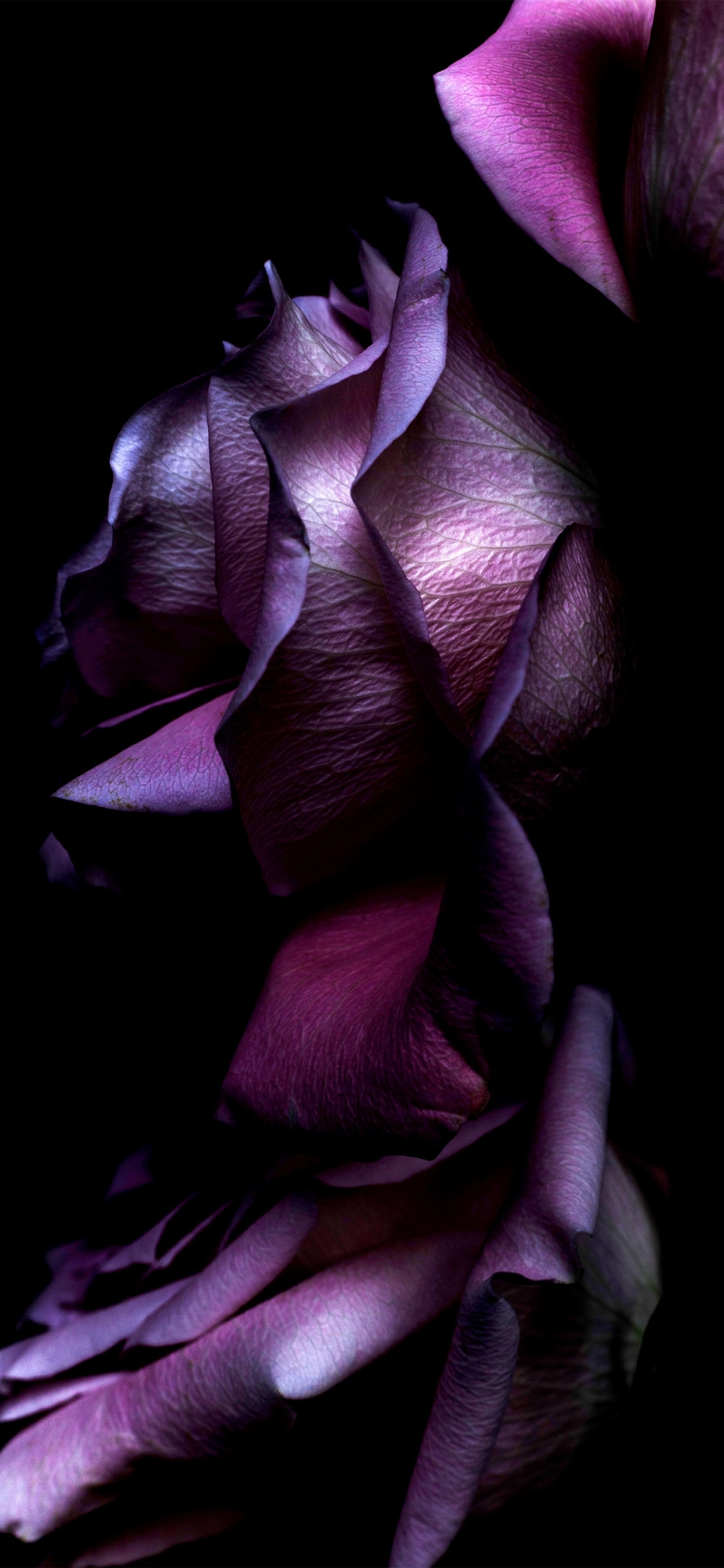 1242x2688 iOS 11 Purple Rose Iphone XS MAX Wallpaper, HD Brands 4K  Wallpapers, Images, Photos and Background - Wallpapers Den