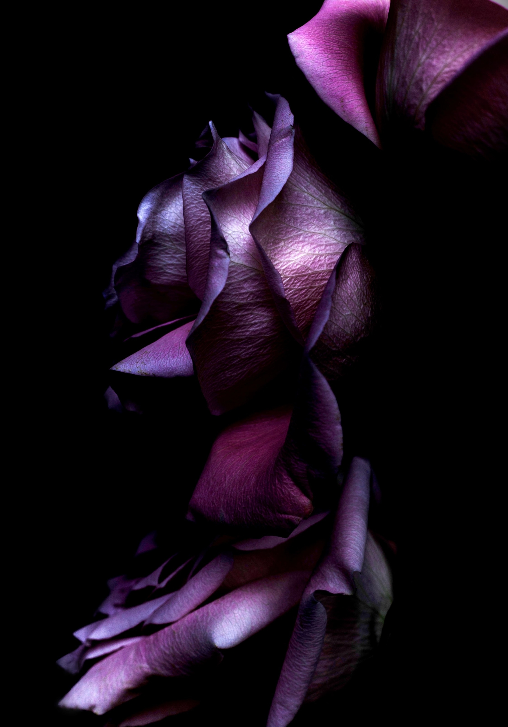 Заставка на айфон 7. Темные цветы. Темно фиолетовые цветы. Темно фиолетовый цвет. Черно фиолетовый цветок.