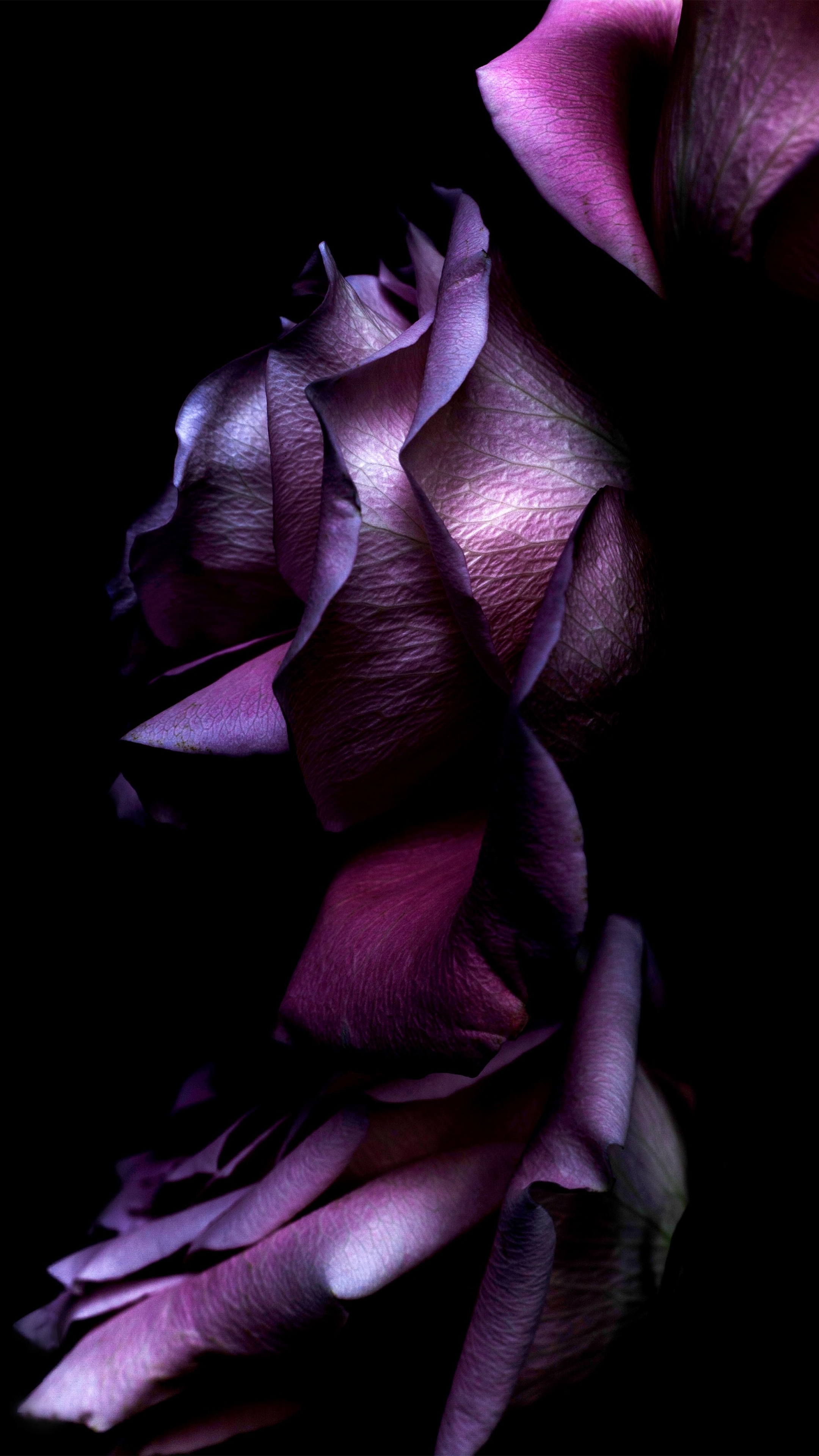 Картинка на телефон вертикальная темная. Темные цветы. Темно фиолетовые цветы. Цветы на темном фоне. Черно фиолетовый цветок.