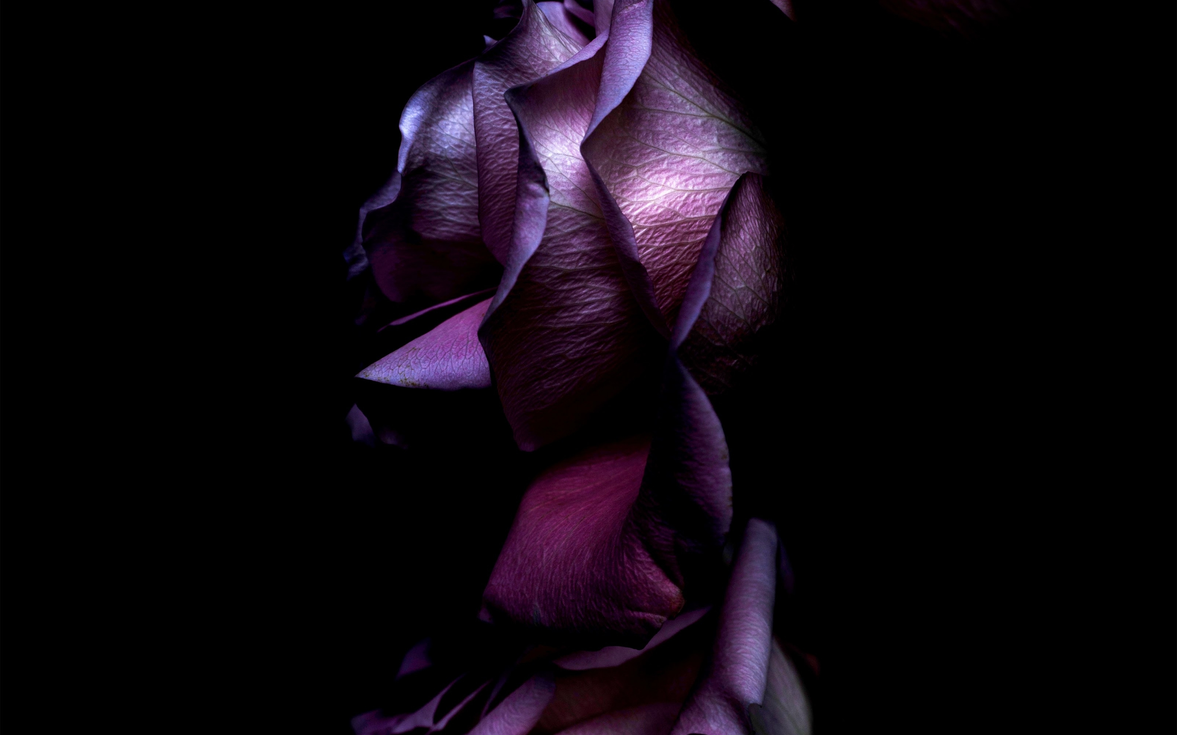 Черный цветок текст. Цветы на темном фоне. Цветы на черном фоне. Темно фиолетовые цветы. Красивые цветы на черном фоне.