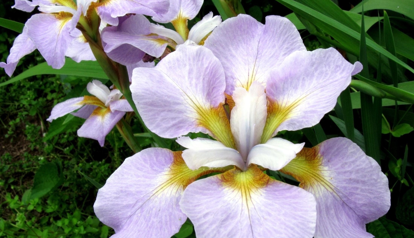1336x768 Resolution irises, flowers, flower bed HD Laptop Wallpaper ...