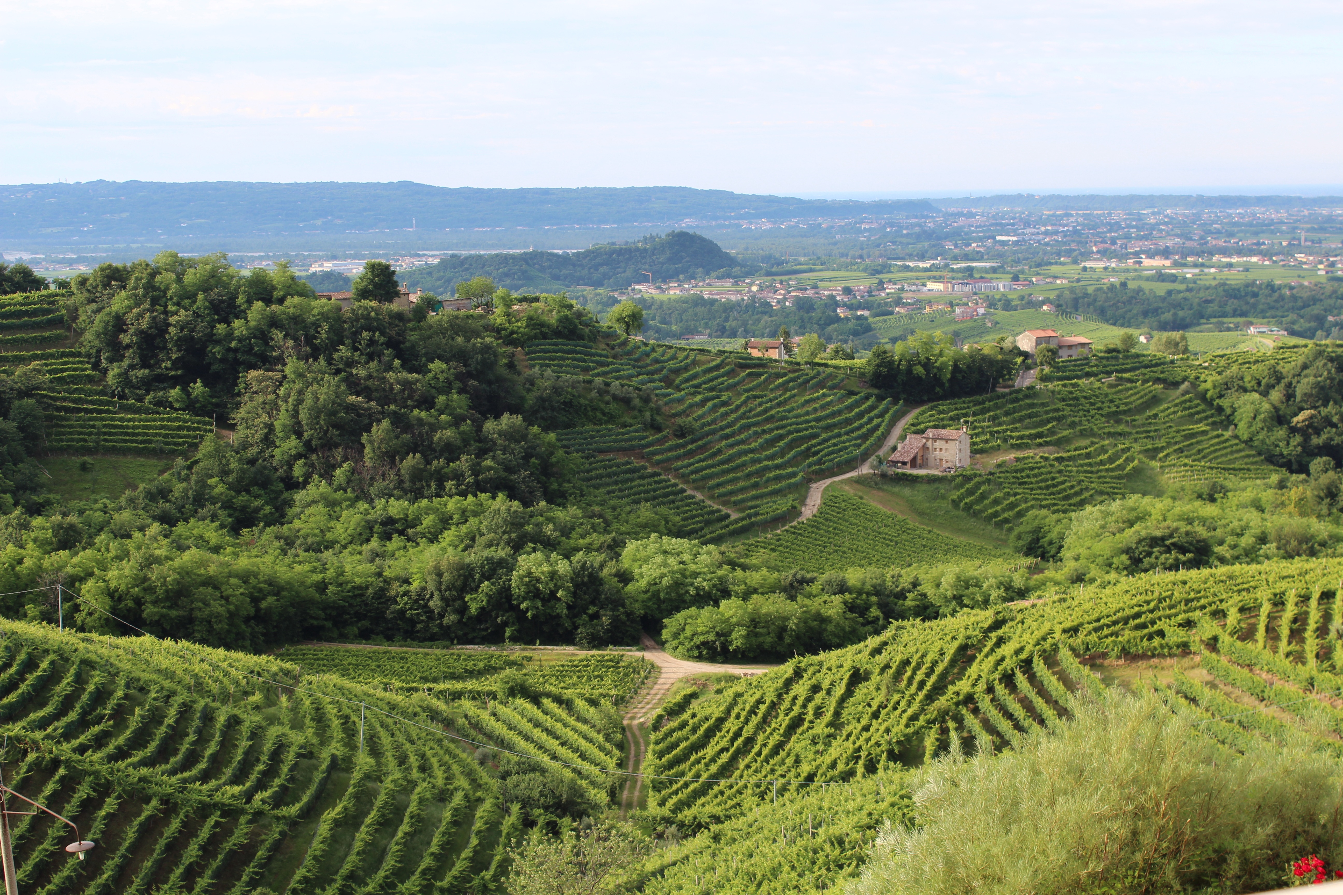 В честь какого растения область фриули. Италия пейзаж виноградники Венето. Фриули Венето виноградники. Венето Италия плантации с виноградом.
