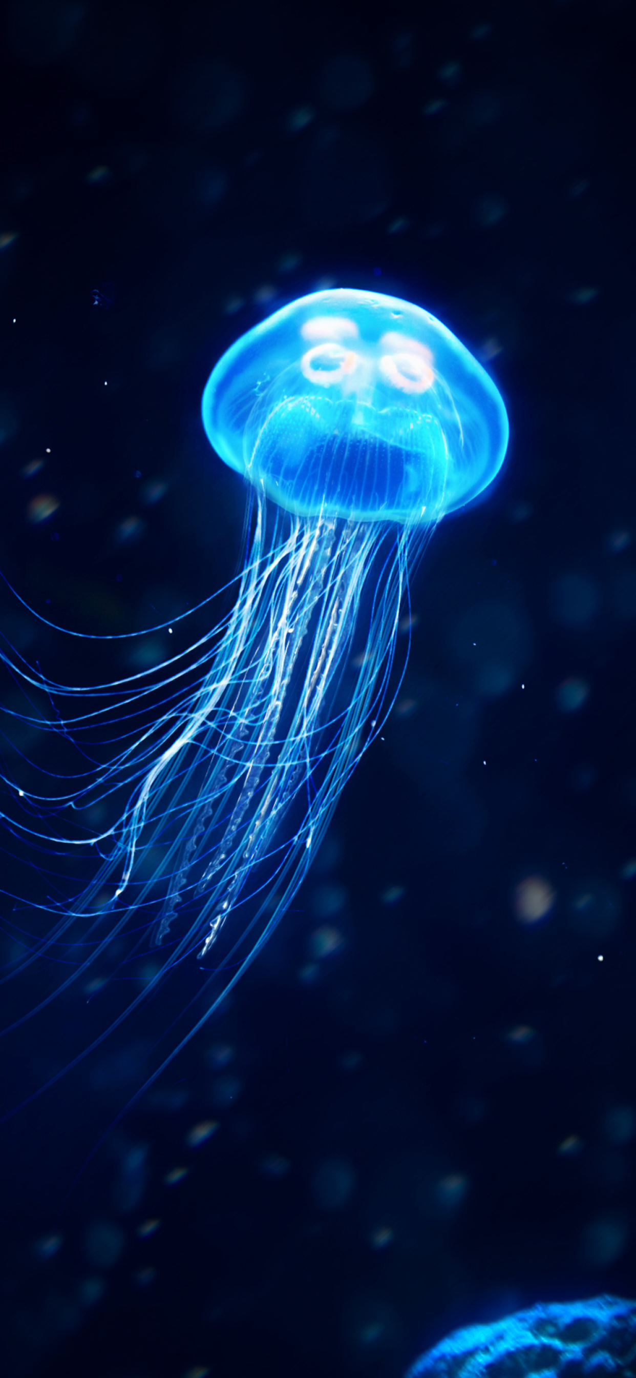 Glowing Jellyfish Wallpapers 52 images inside