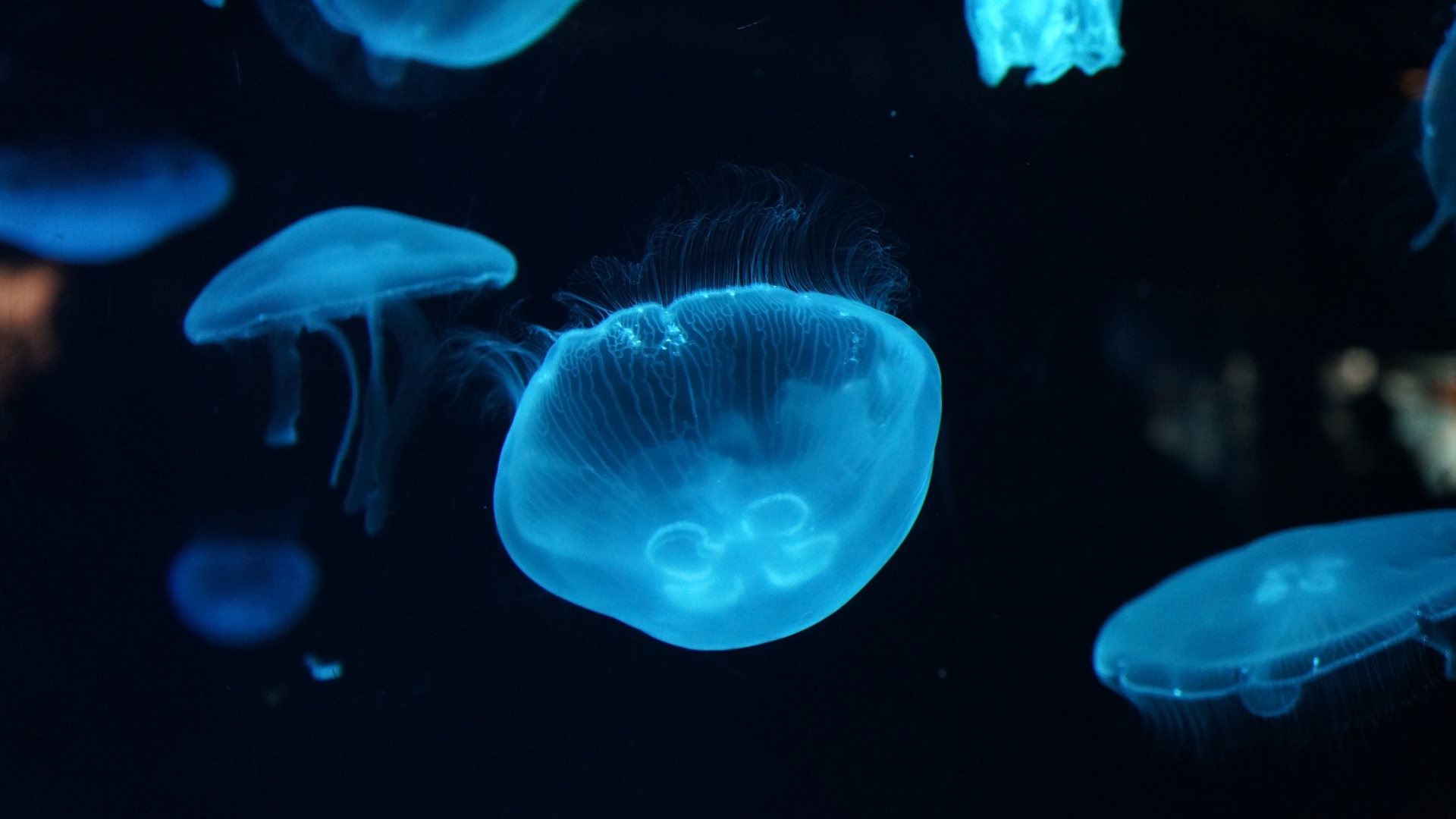 Jellyfish Under Water Sea Ocean 4k Wallpaper Zoom Background Pikist