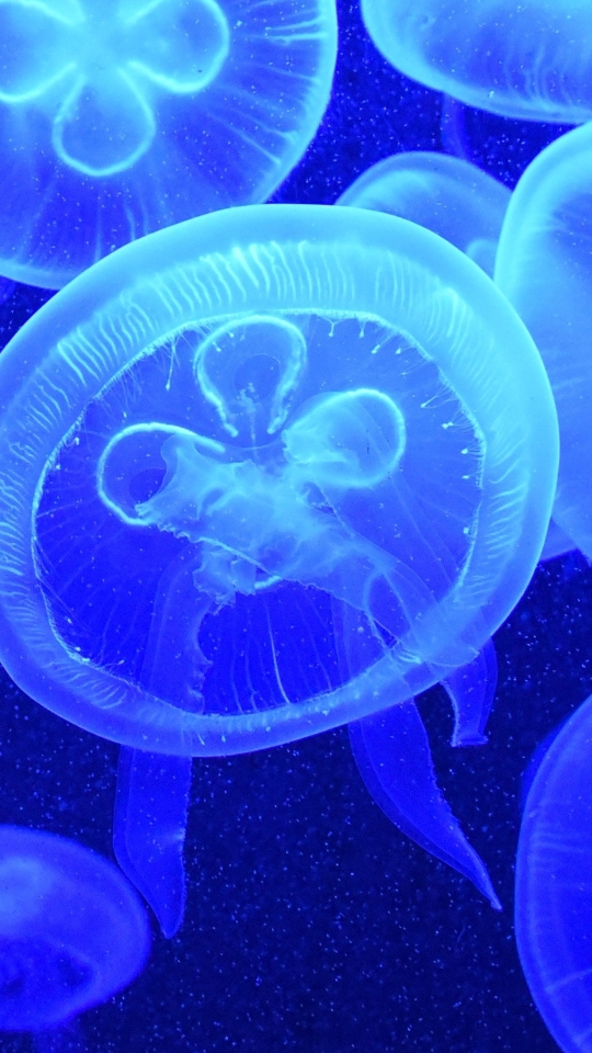 540x960 Resolution jellyfish, underwater, swim 540x960 Resolution ...