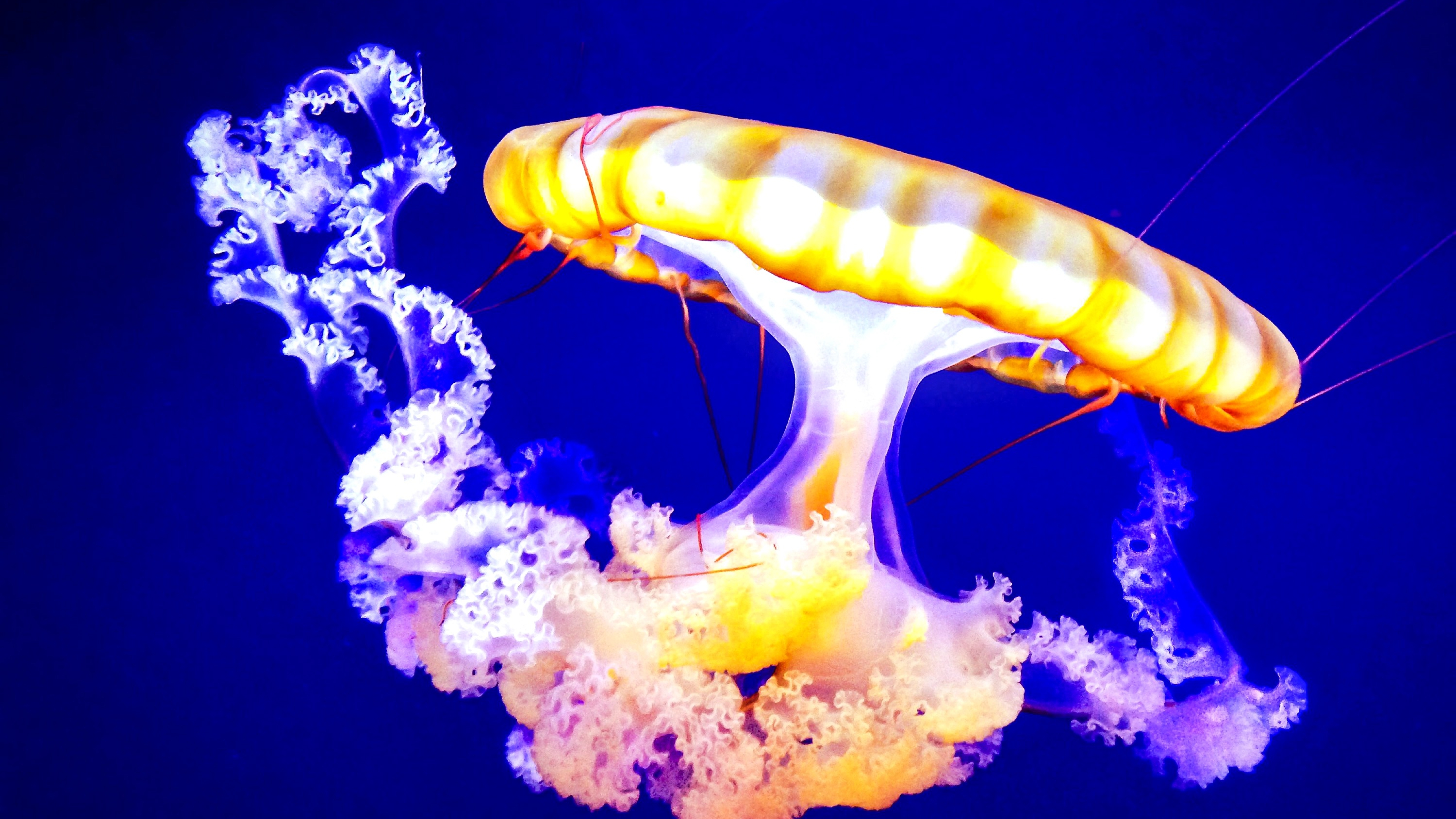 Разноцветные медузы без смс