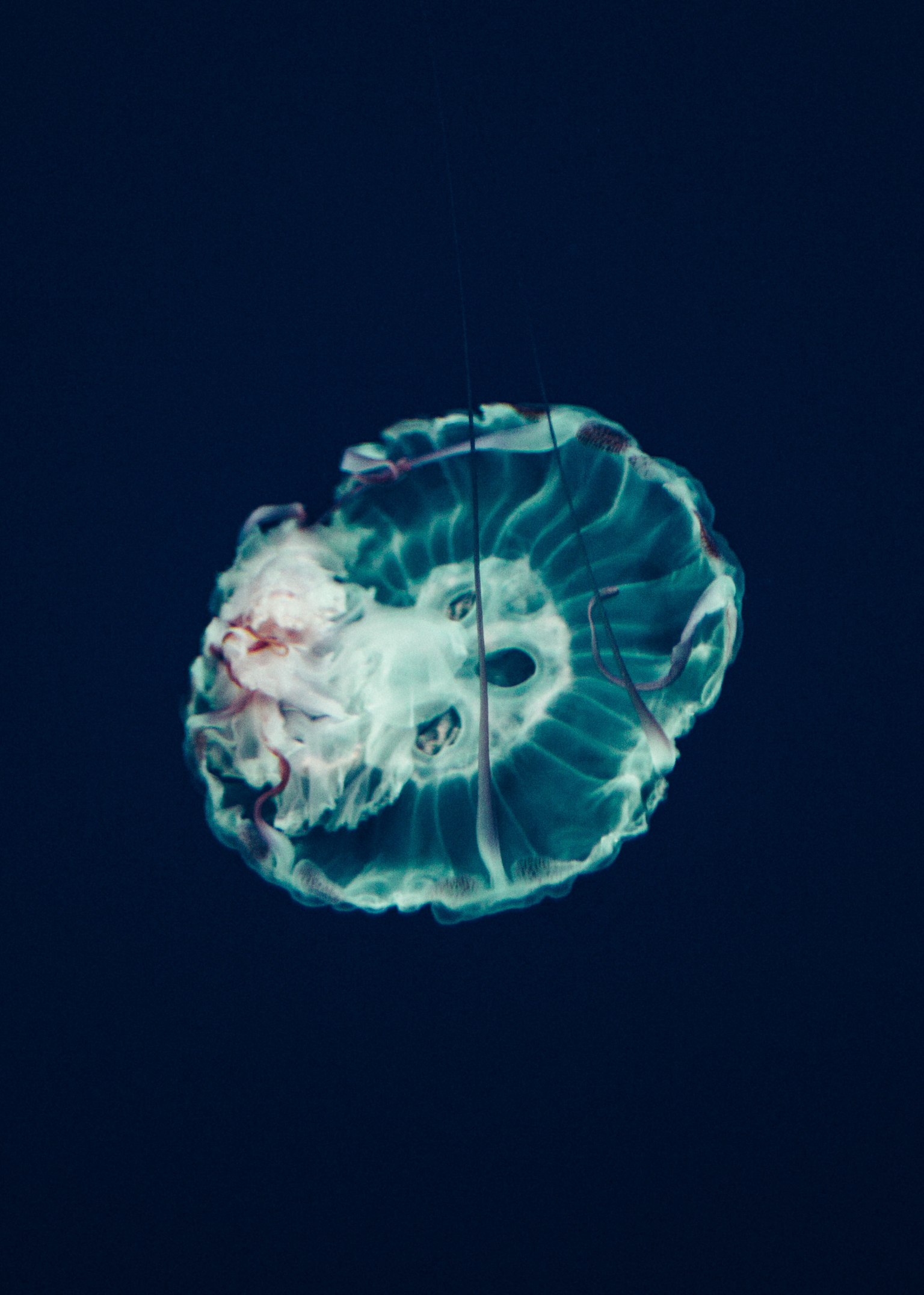 1536x2152 jellyfish, underwater world, tentacles 1536x2152 Resolution  Wallpaper, HD Nature 4K Wallpapers, Images, Photos and Background -  Wallpapers Den
