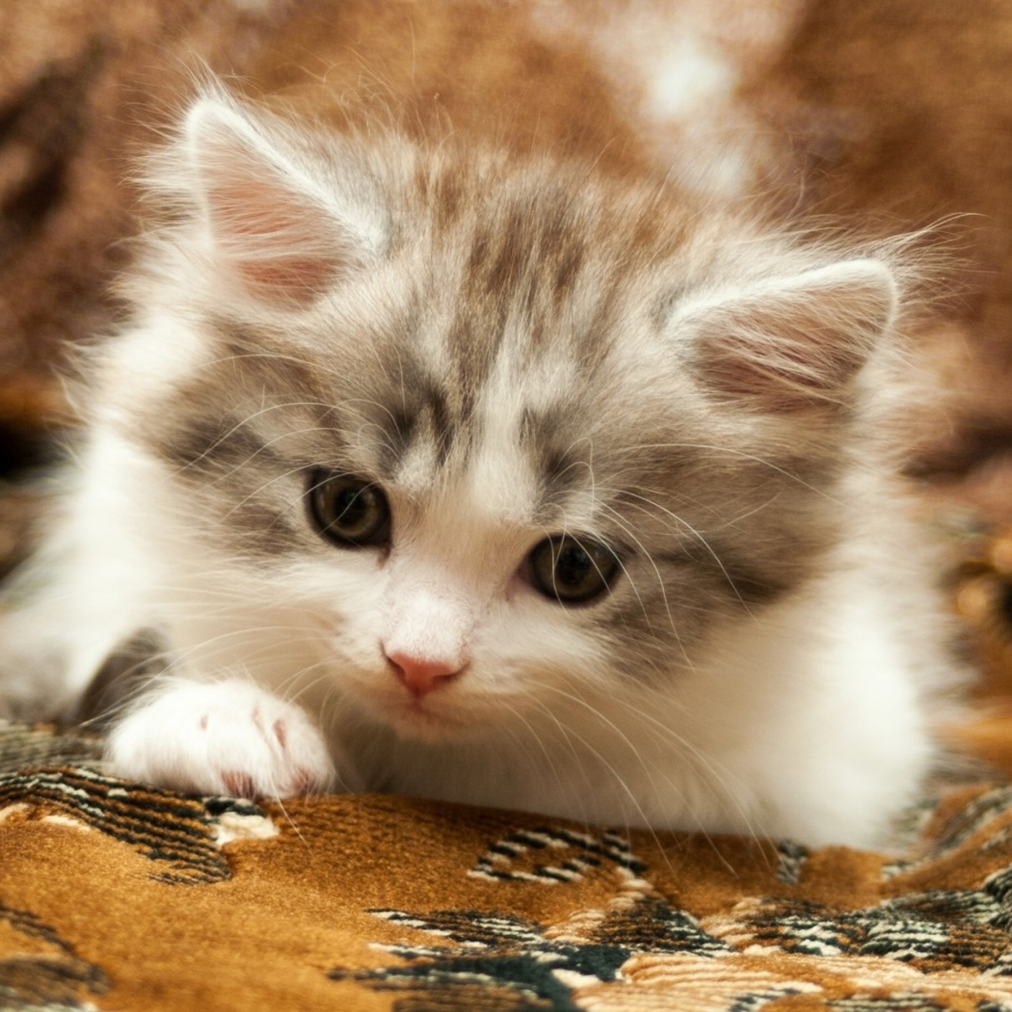 Хочу маленькие котики. Красивые котята. Милые котята. Милые кошечки. Милые коты.
