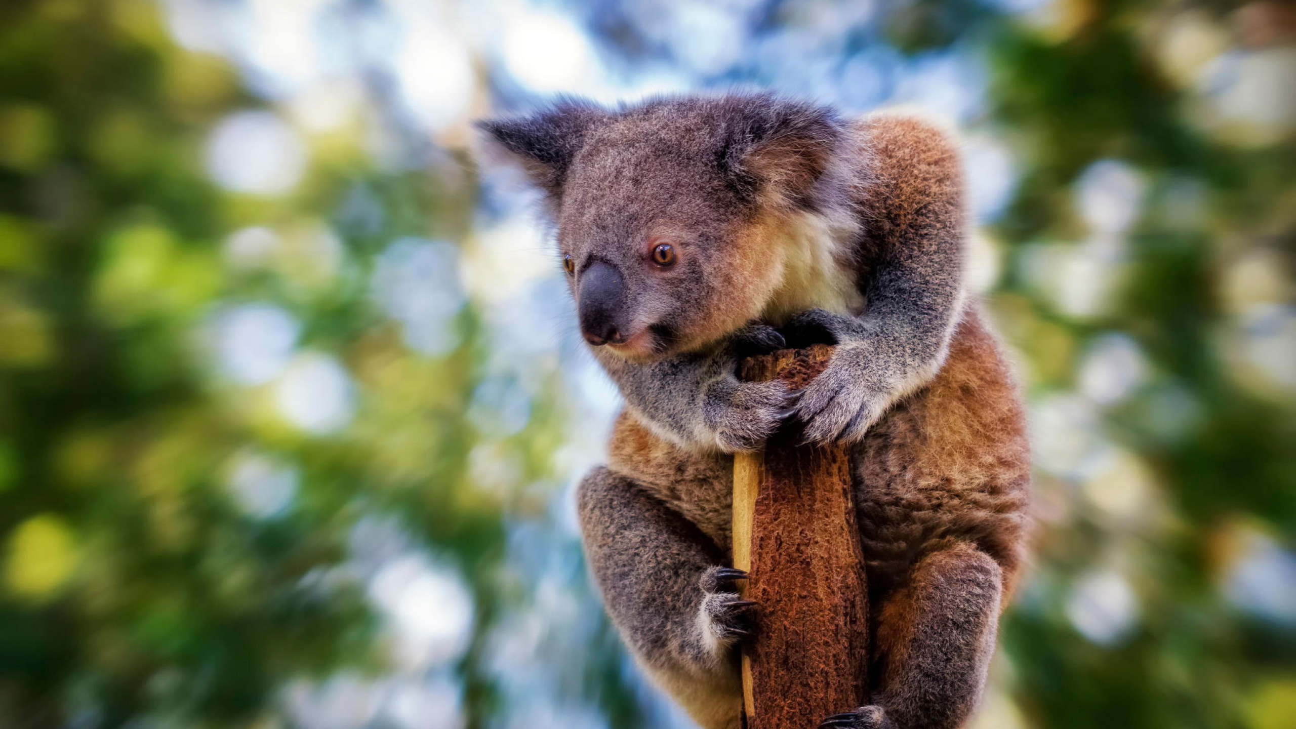 2560x1440 Koala Blur Beast 1440p Resolution Wallpaper Hd Animals 4k Wallpapers Images Photos And Background Wallpapers Den