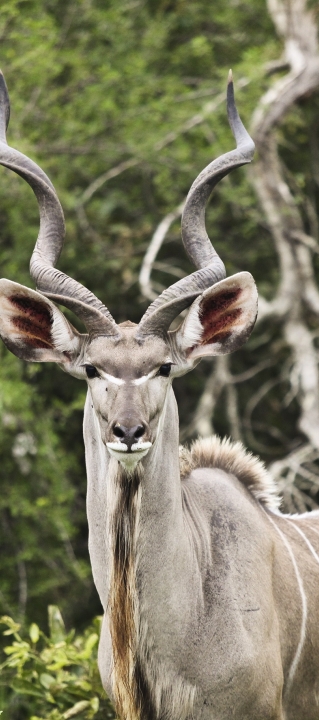 319x720 Resolution kudu, antelope, horns 319x720 Resolution Wallpaper ...