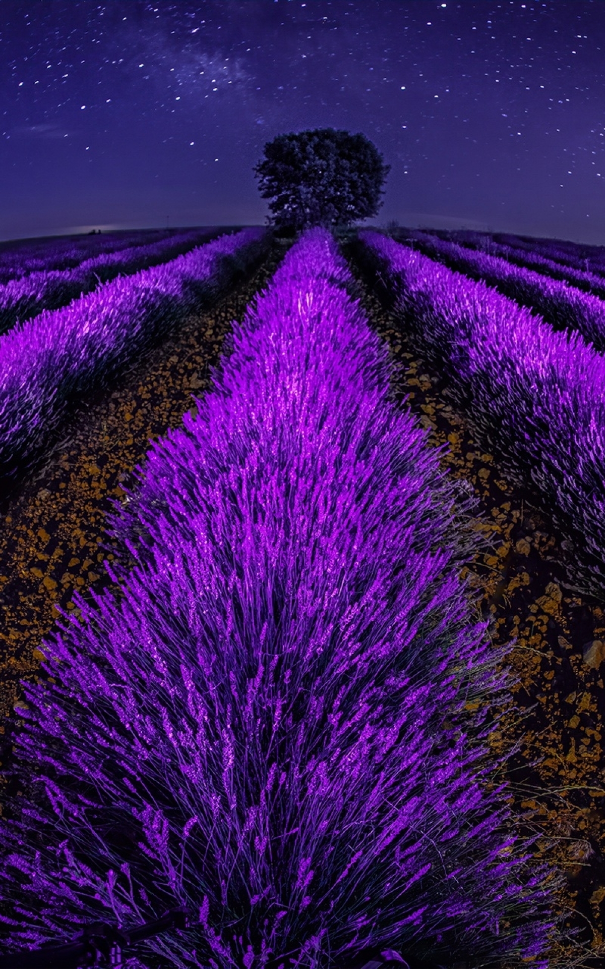 1200x1920 Lavender Field at Night 1200x1920 Resolution Wallpaper, HD