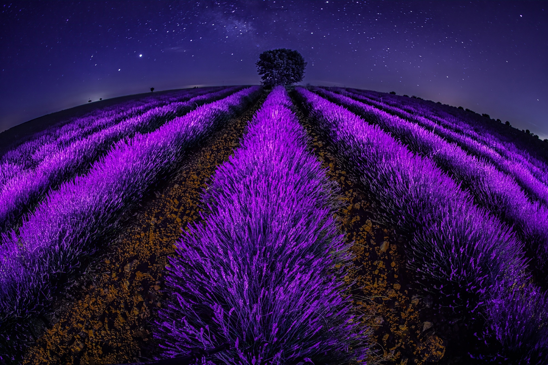 Lavender Field at Night Wallpaper, HD Nature 4K Wallpapers, Images, Photos  and Background - Wallpapers Den