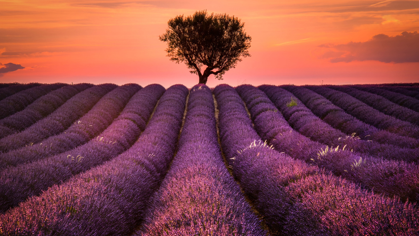 1360x768 Lavender Field Desktop Laptop Hd Wallpaper Hd Nature 4k