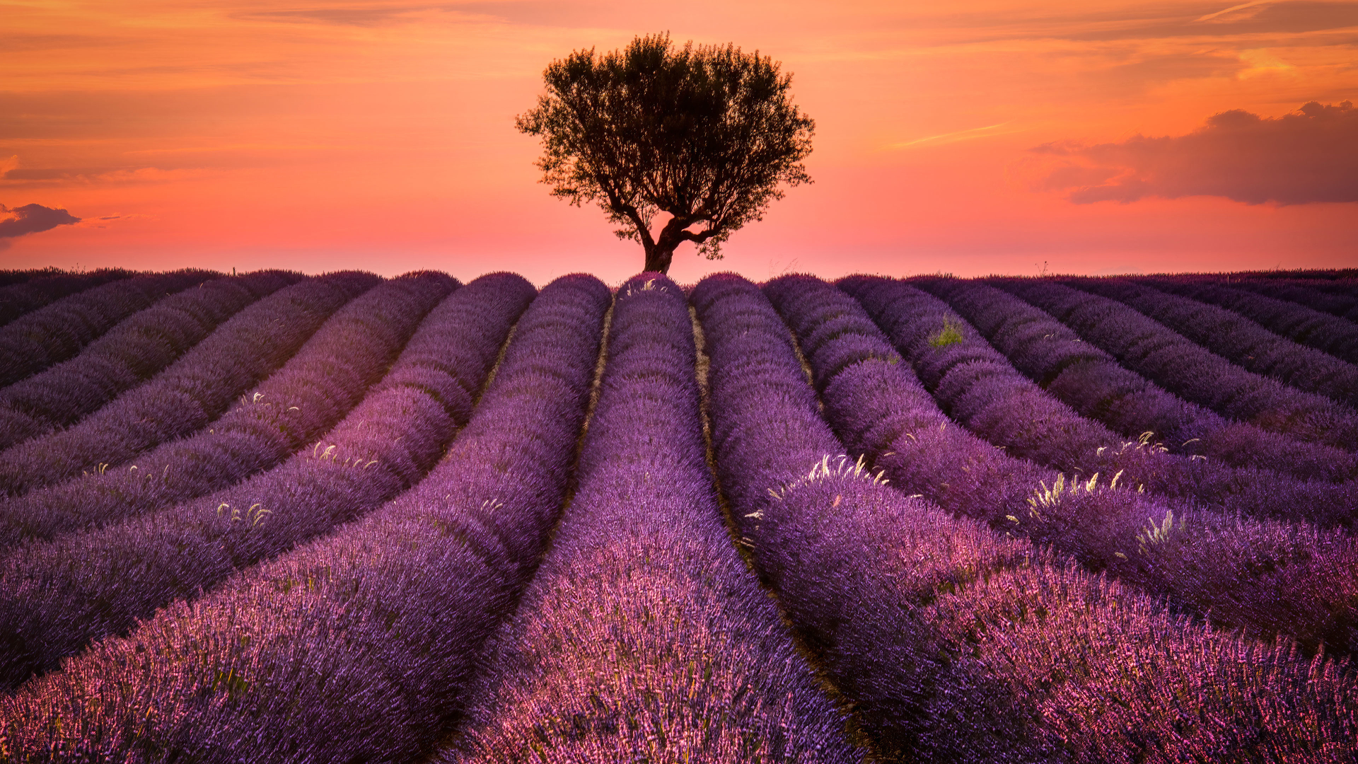 1920x1080 Lavender Field 1080P Laptop Full HD Wallpaper, HD Nature 4K  Wallpapers, Images, Photos and Background - Wallpapers Den