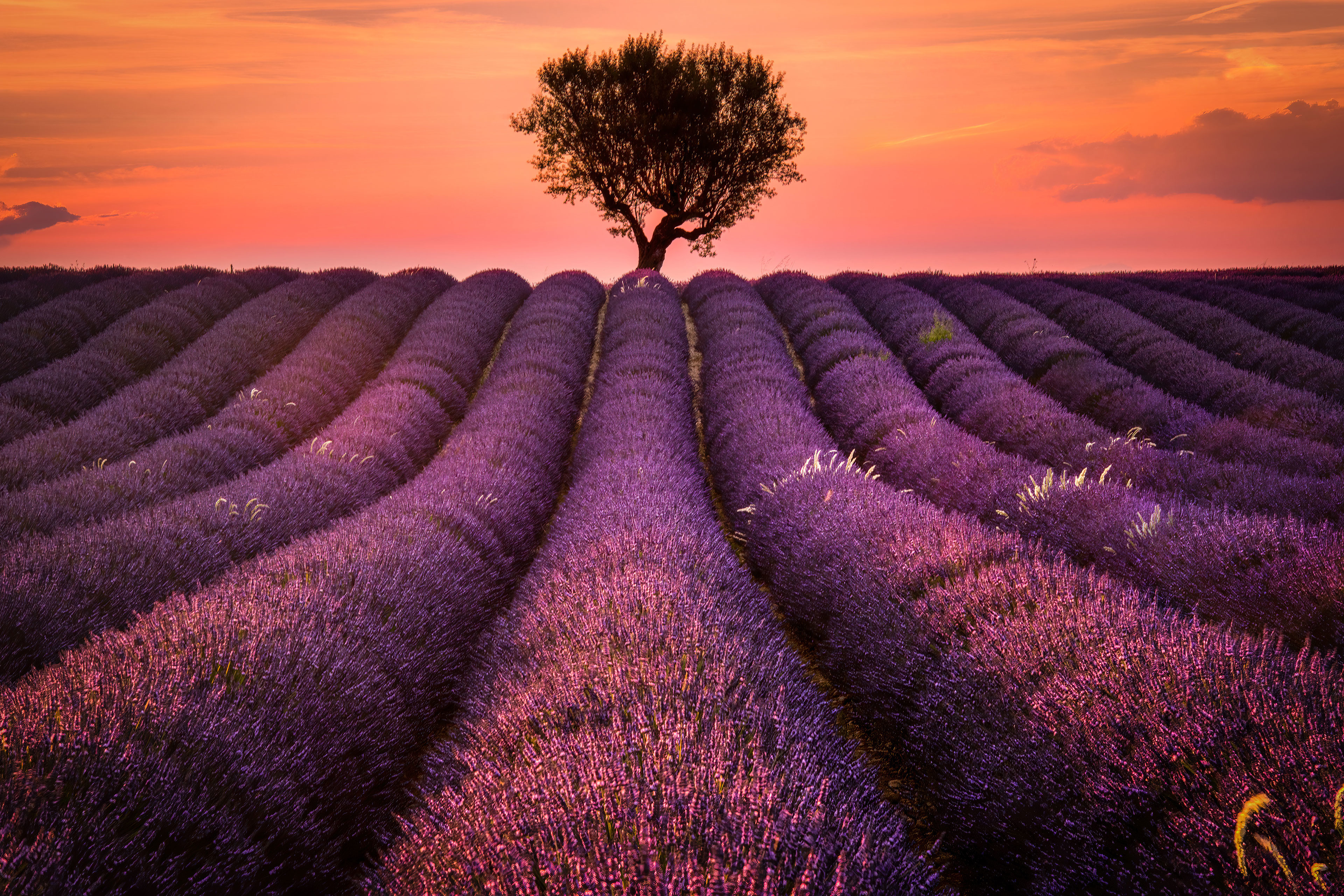 Lavender Field Wallpaper, HD Nature 4K Wallpapers, Images, Photos and  Background - Wallpapers Den