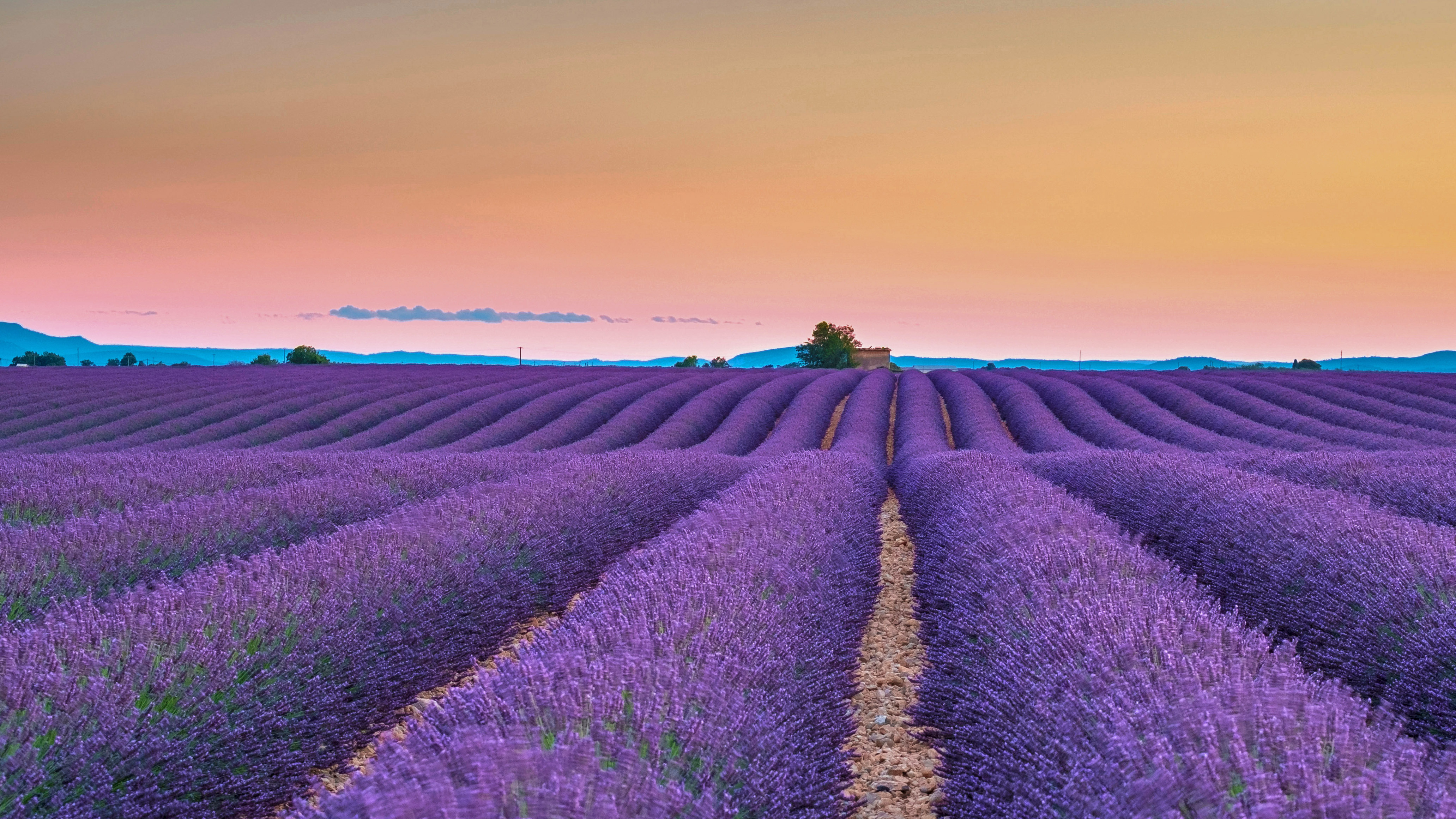 Wallpaper Summer lavender fields trees sunset 1920x1440 HD Picture Image