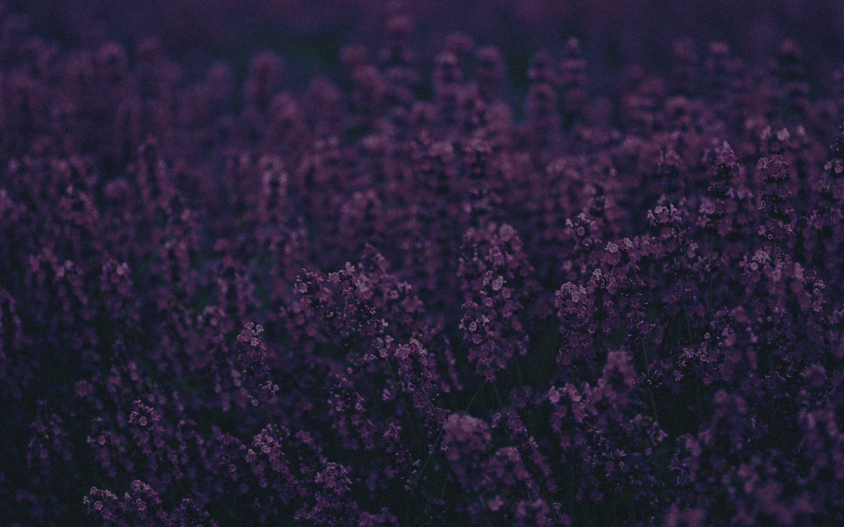 1242x2688 Resolution Basket Of Lavender Purple Flower Iphone XS MAX  Wallpaper  Wallpapers Den