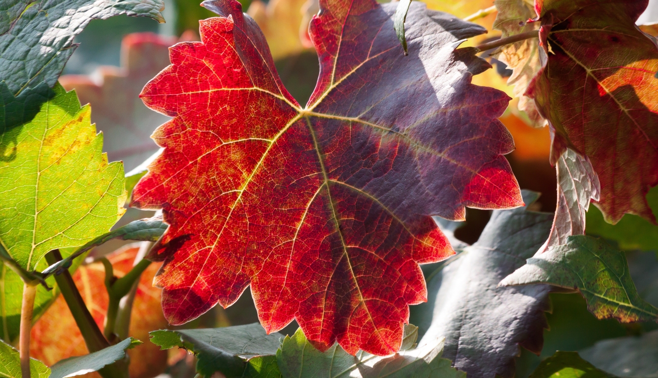 1336x768 leaf, autumn, vines HD Laptop Wallpaper, HD Nature 4K