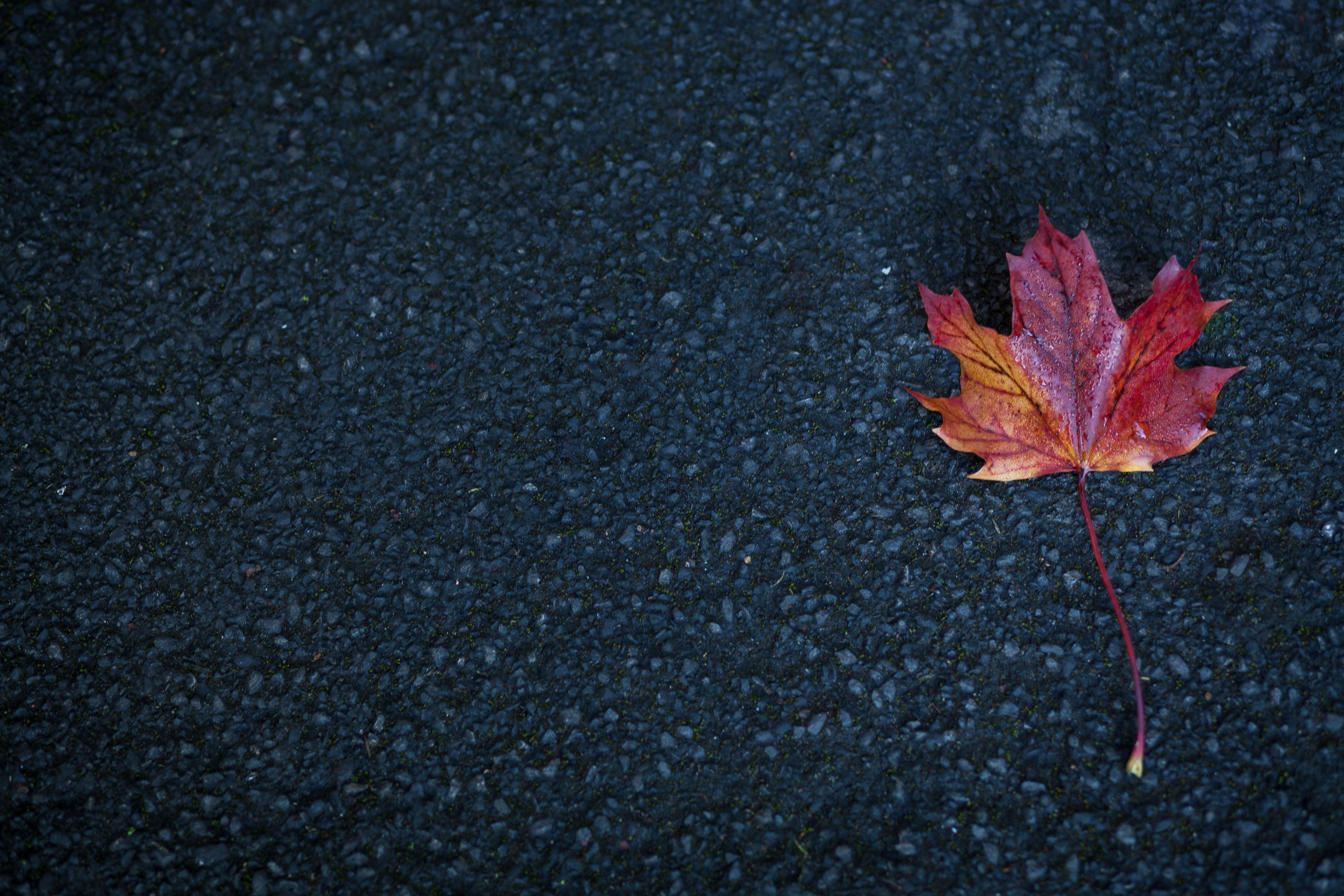 Лист осень кленовый без смс