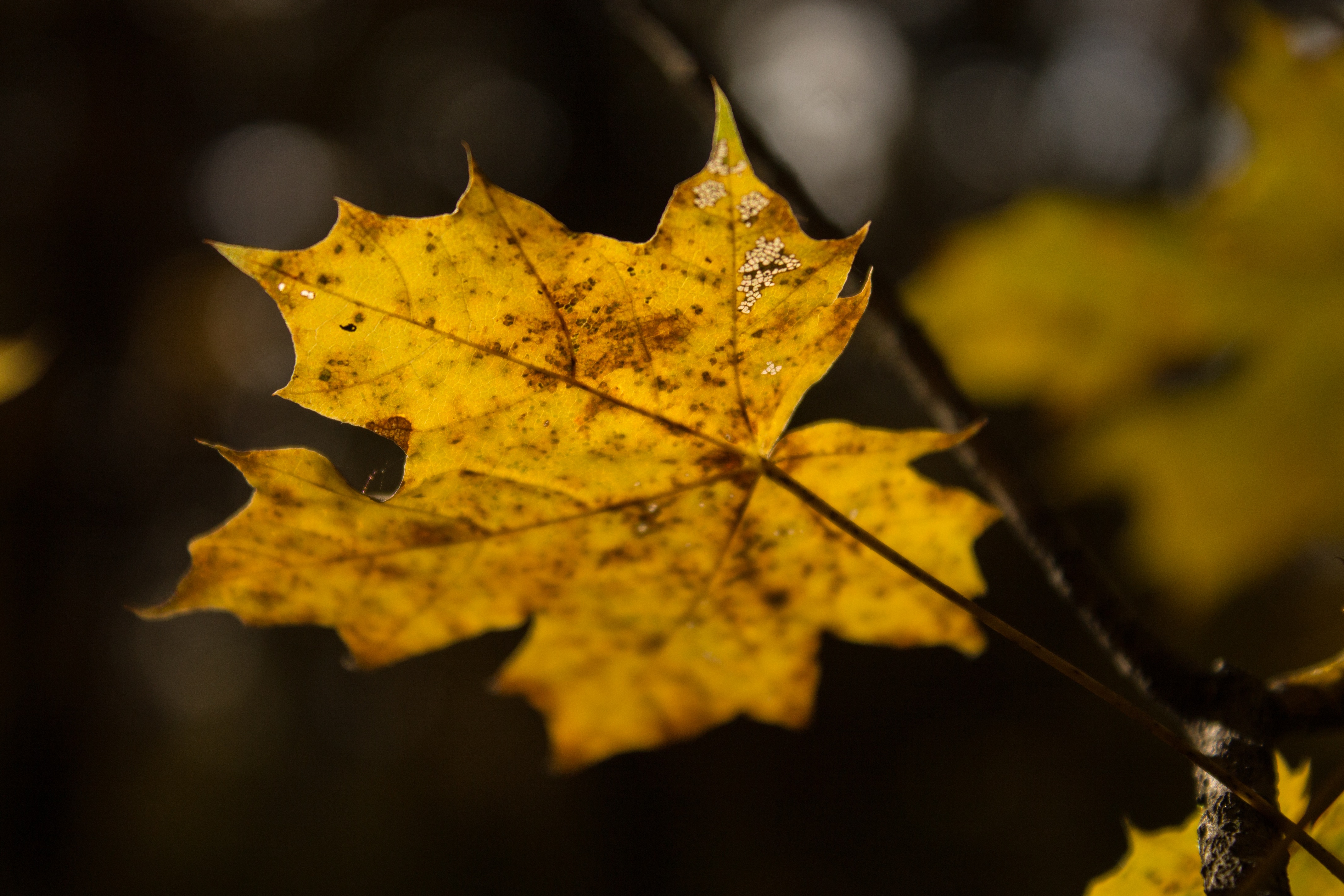 leaf, maple, autumn Wallpaper, HD Nature 4K Wallpapers, Images, Photos