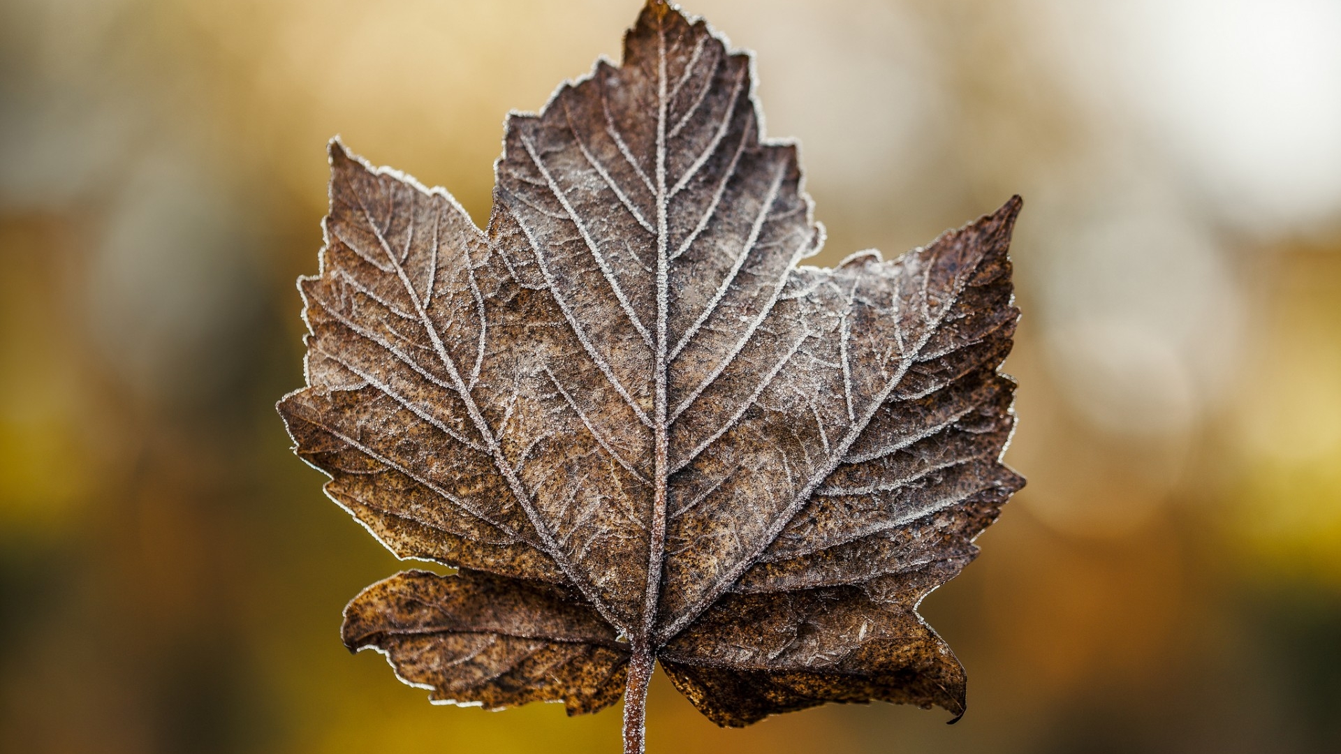 1920x1080 leaf, maple, dry 1080P Laptop Full HD Wallpaper, HD Macro 4K  Wallpapers, Images, Photos and Background - Wallpapers Den