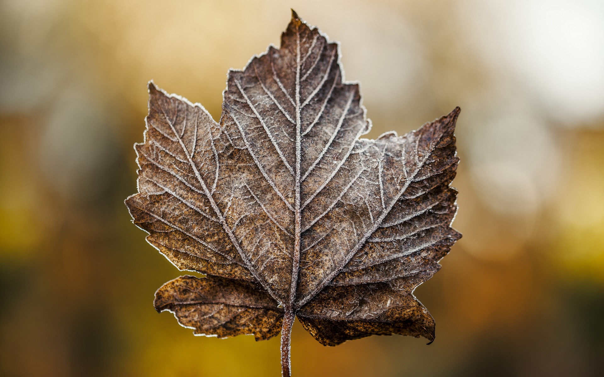 leaf, maple, dry Wallpaper, HD Macro 4K Wallpapers, Images, Photos and  Background - Wallpapers Den