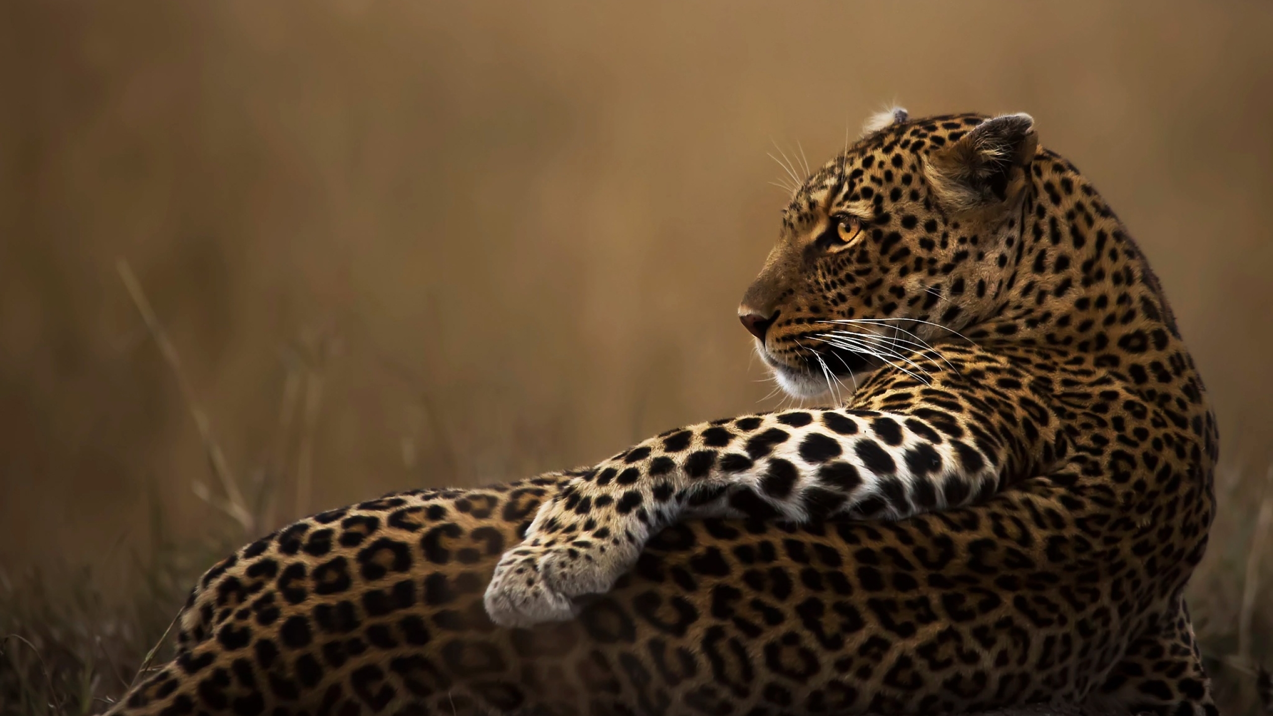 Leopard Candid Full HD 2K  Wallpaper 