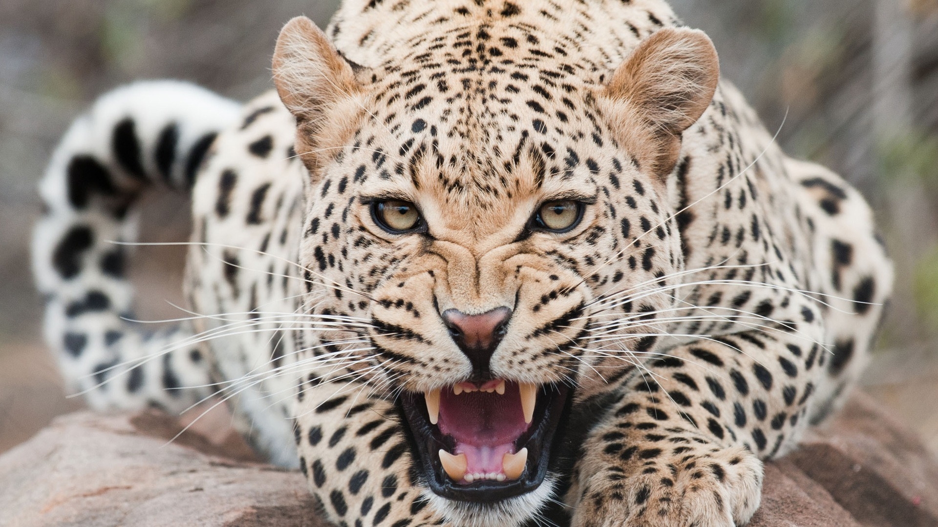 leopard, predator, face Wallpaper, HD Animals 4K Wallpapers, Images, Photos  and Background - Wallpapers Den