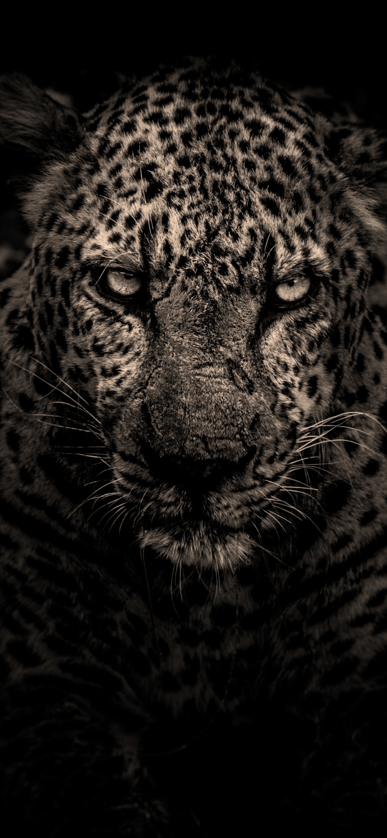 Leopard Cat iPhone Wallpaper