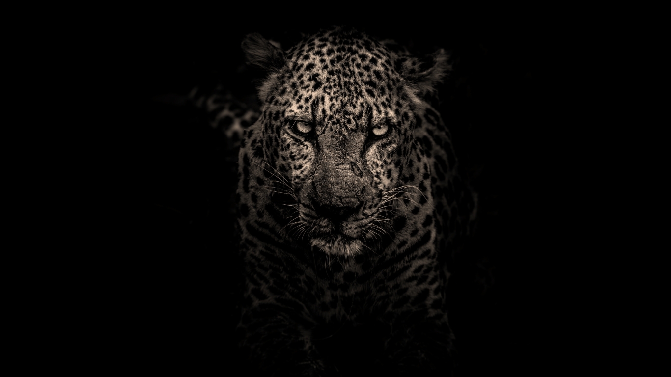 1366x768 Leopard 1366x768 Resolution Wallpaper, HD Animals ...