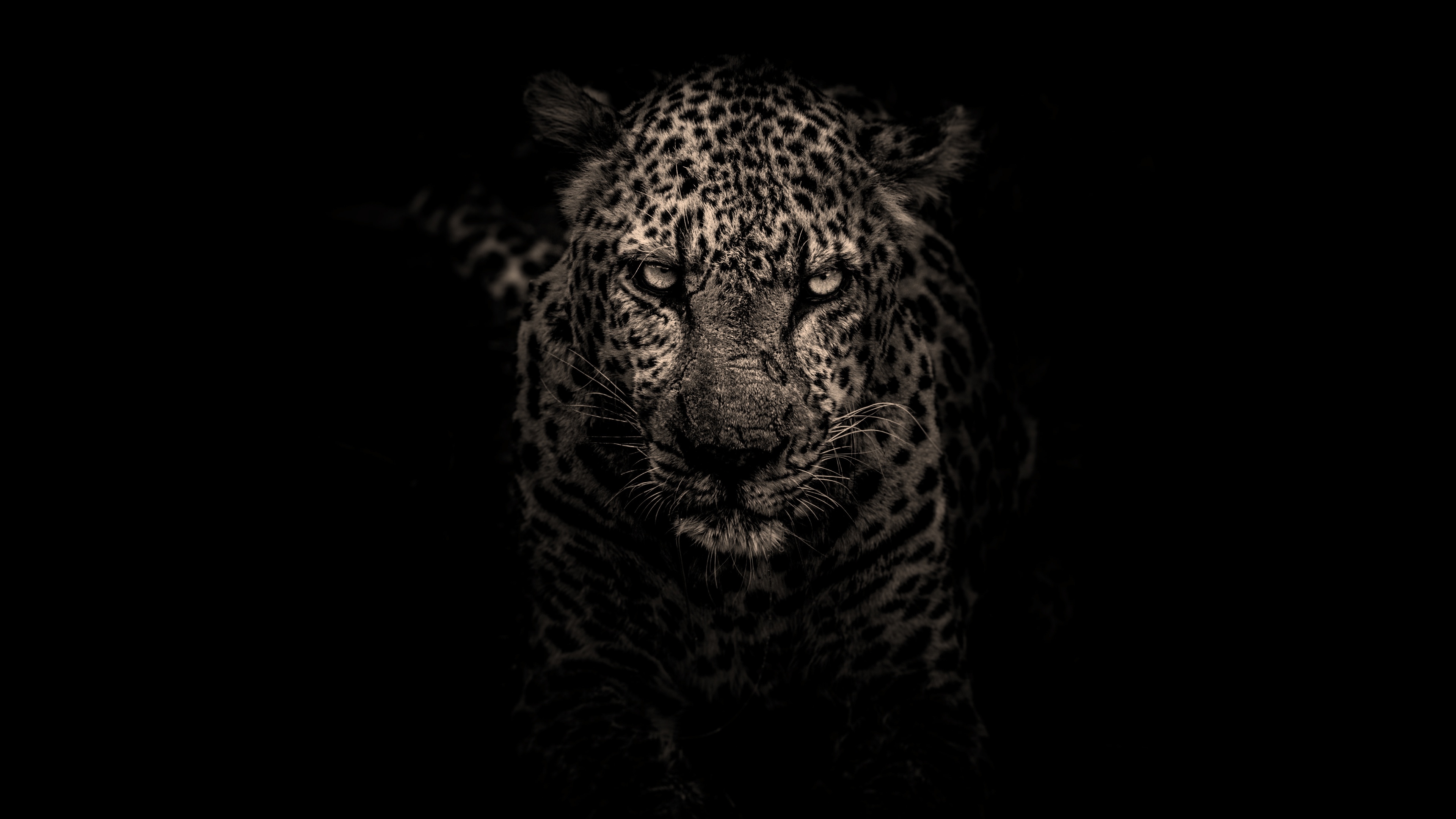 3840x2160 Resolution Leopard 4K Wallpaper Wallpapers Den