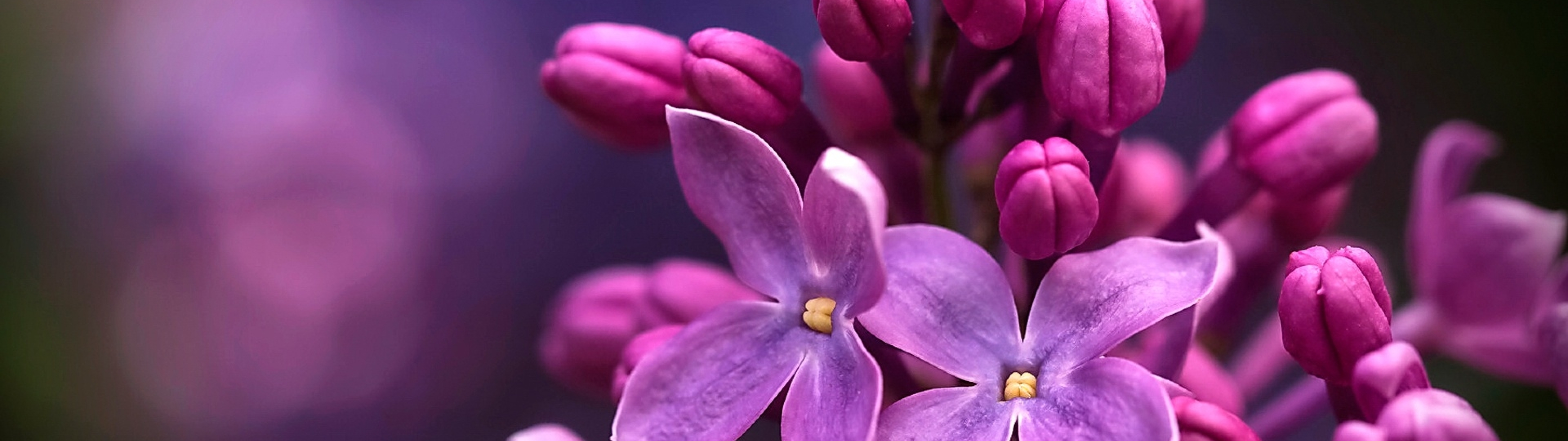 5120x1440 Resolution Lilac Micro 5120x1440 Resolution Wallpaper — free download