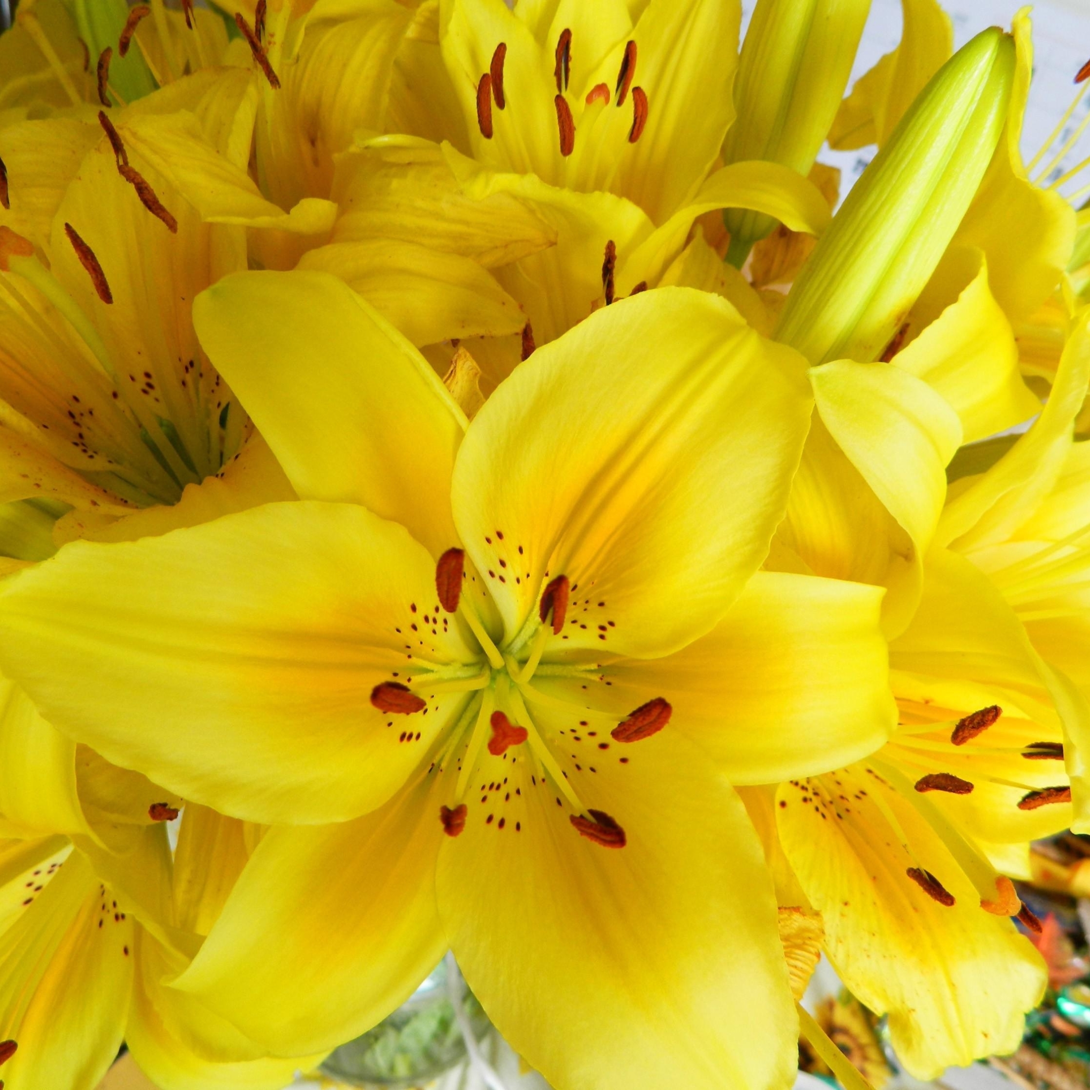 Я подарю тебе лилии желтые красные синие. Лилия Йеллоу Даймонд. Лилия азиатская персиковая. Желтые лилии. Жёлтый цветок.