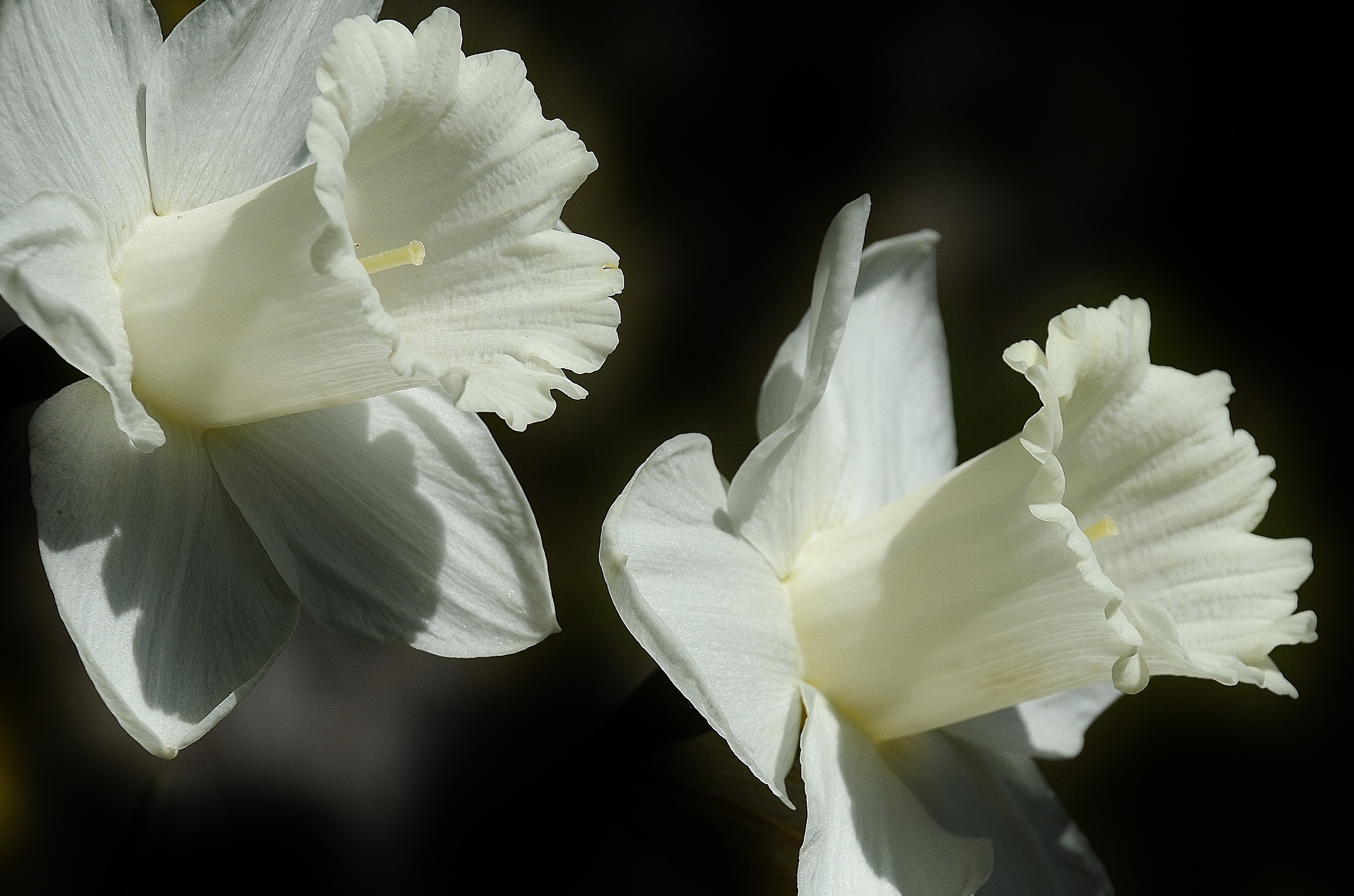 lily black and white wallpaper