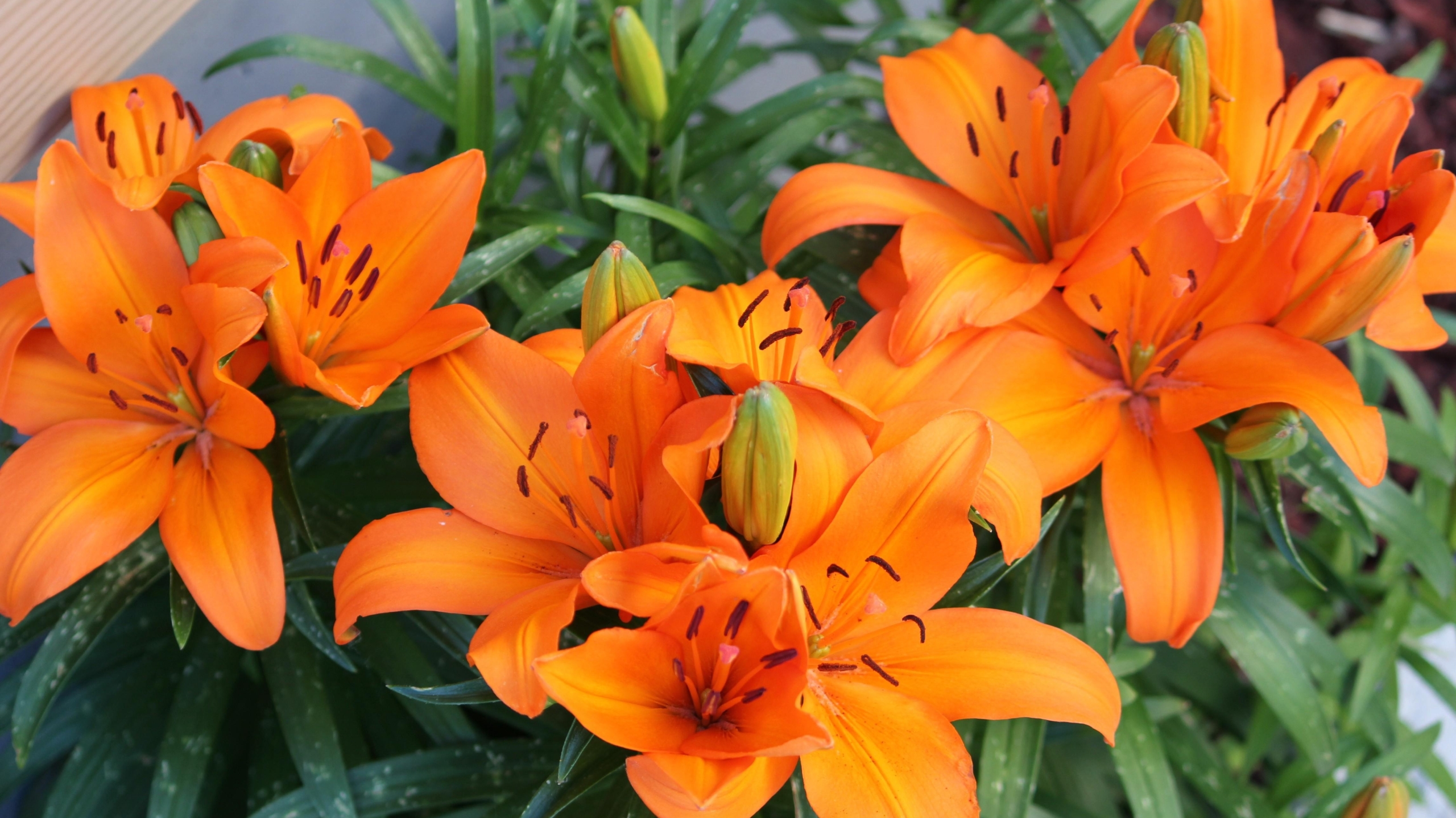 2560x1440 lily, orange, bright 1440P Resolution Wallpaper, HD Flowers ...