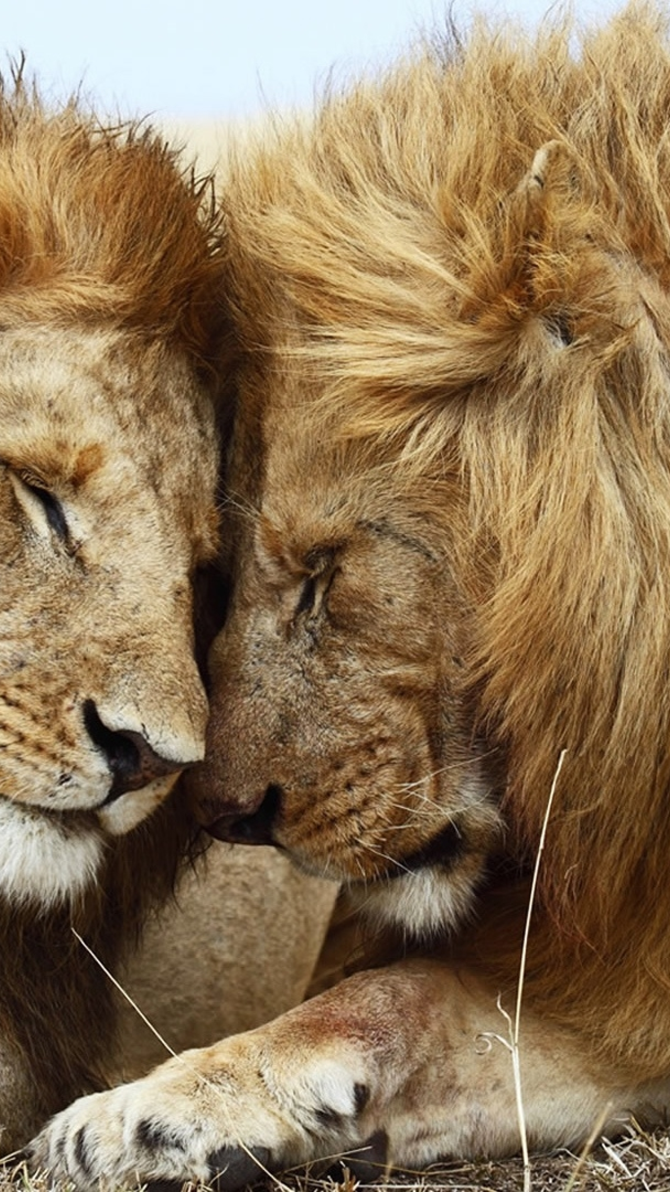 Лев и кошка